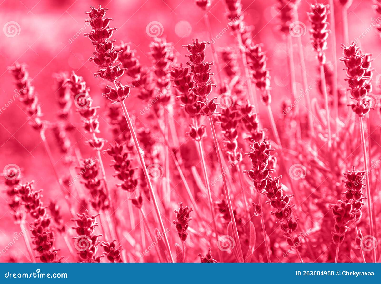 flower petals of lavanda on viva magenta color background. color of the 2023 year