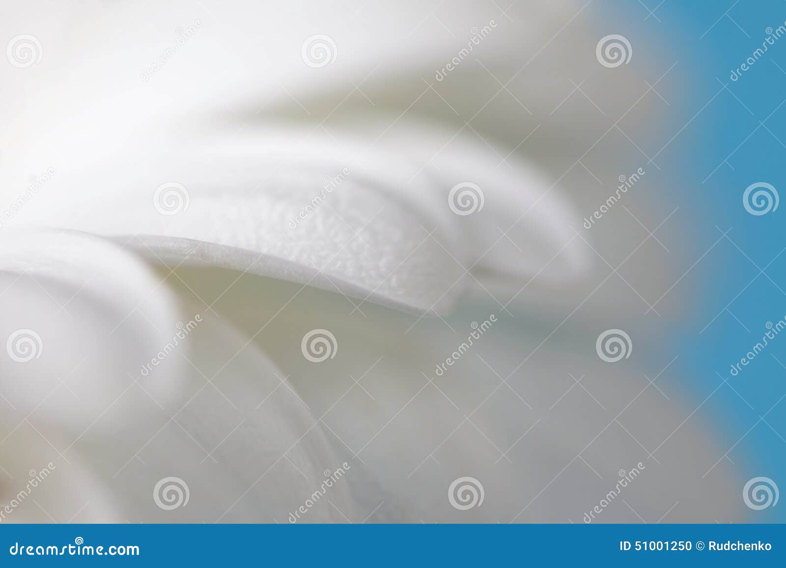 Flower petals. Soft focus stock photo. Image of beautiful 51001250