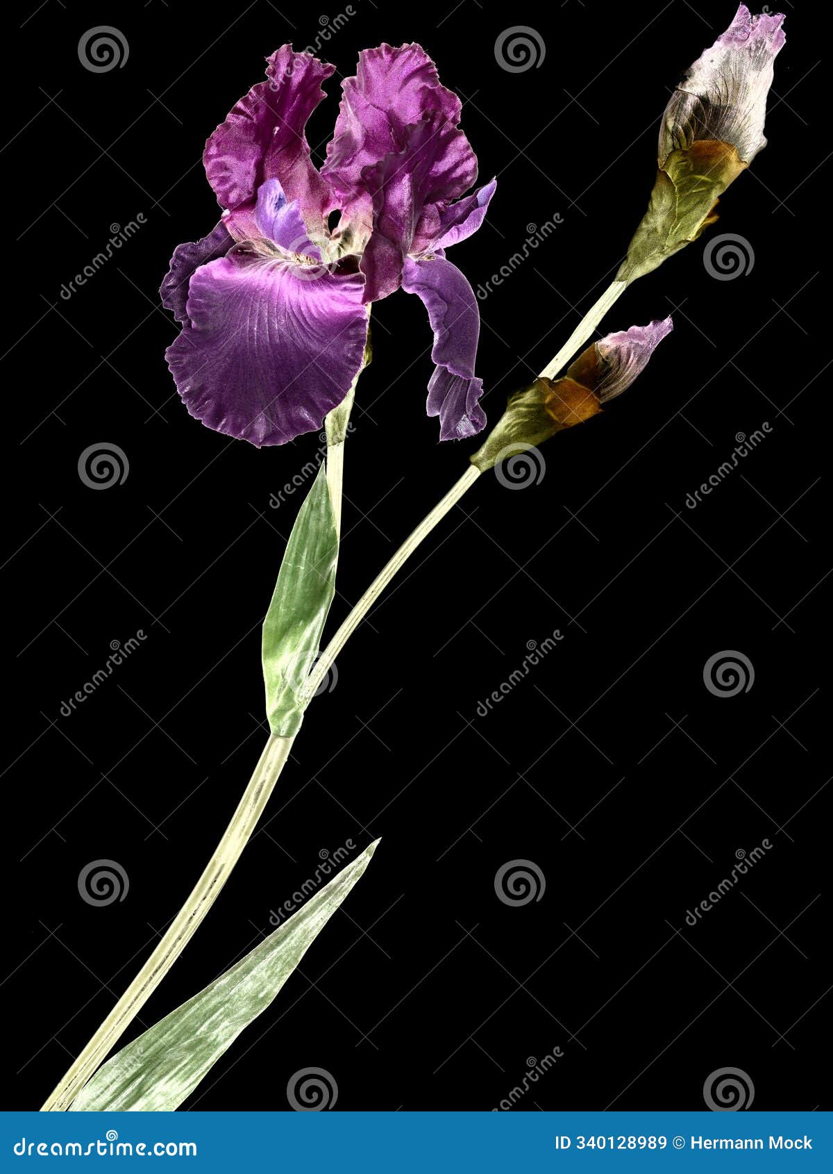 flower photographed in studio