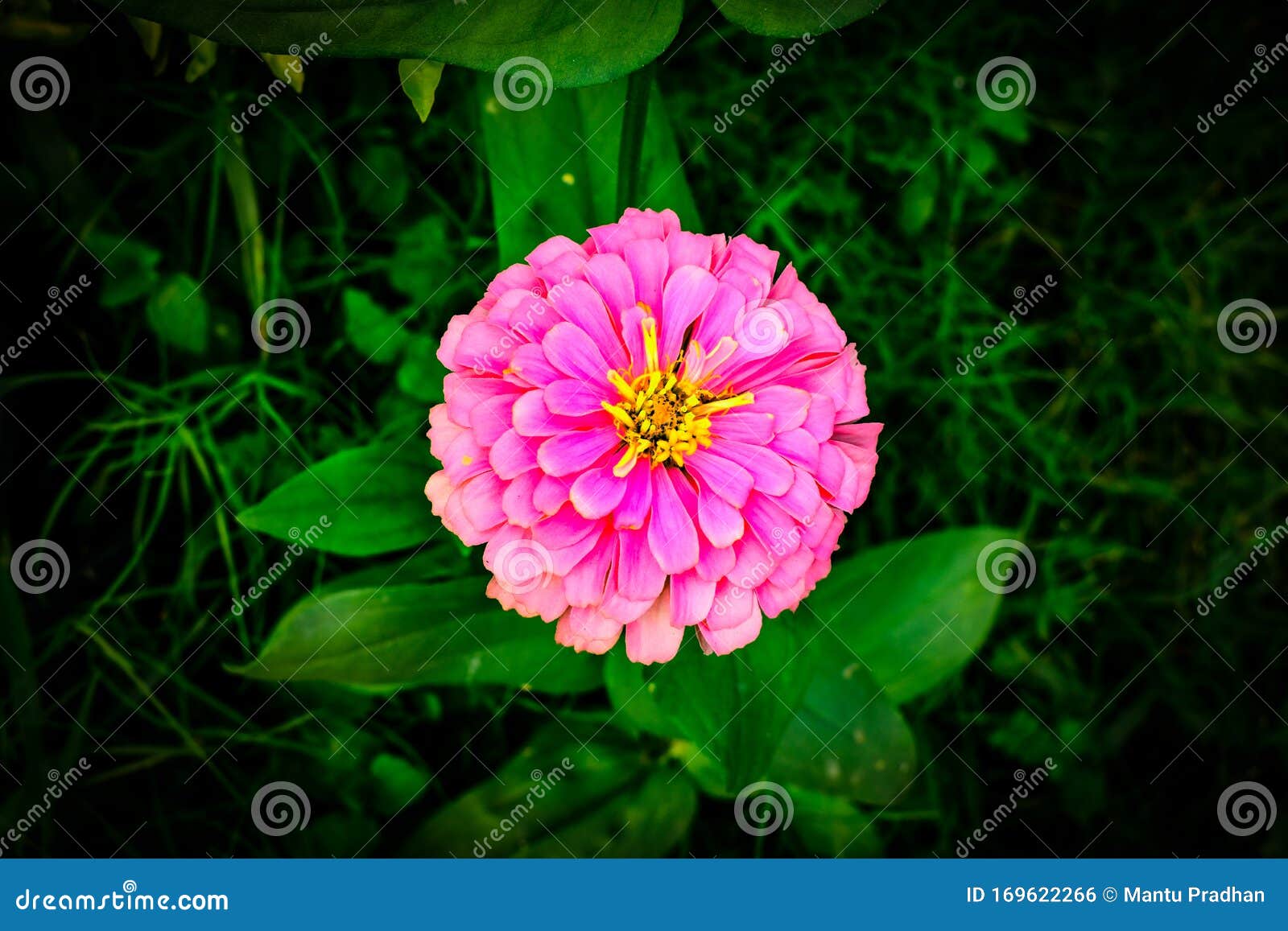 flower photography .....nature photography
