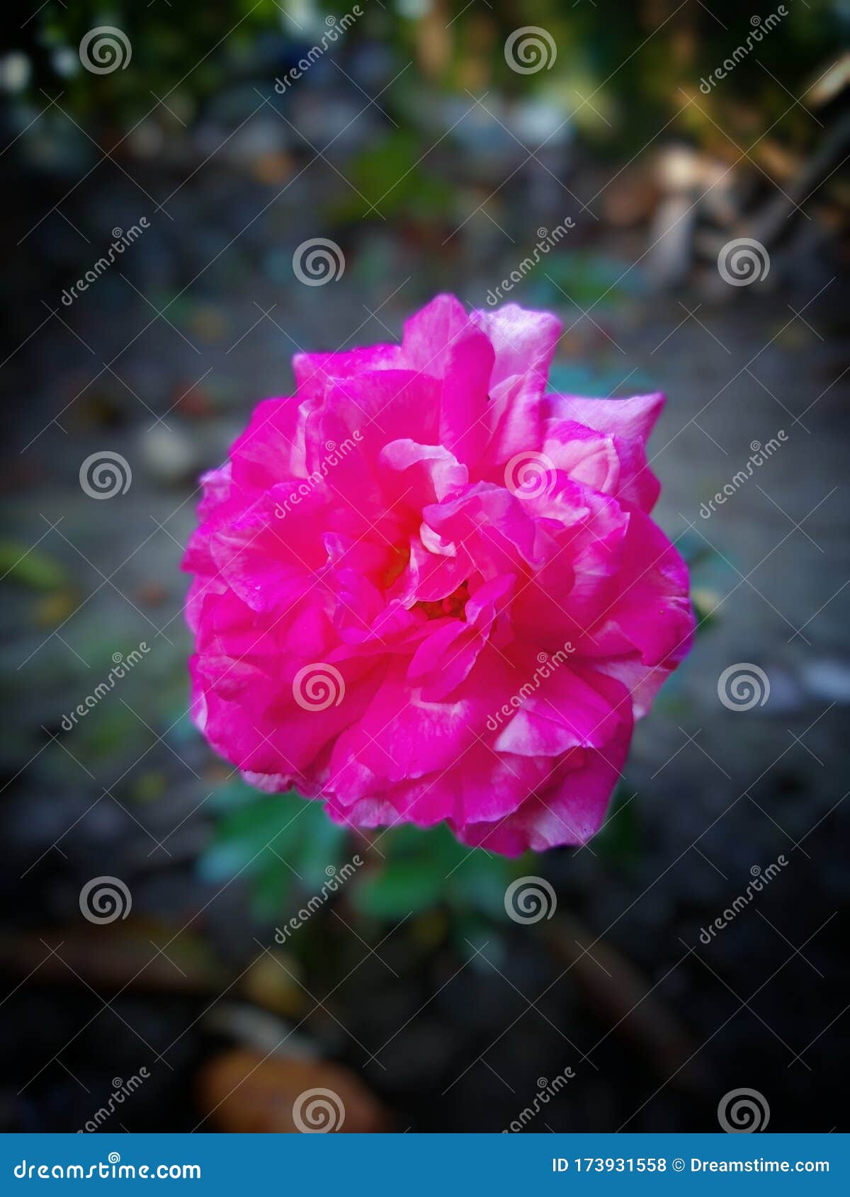 Flower Photography Tree Rose Leaf Stock Photo Image of tree, flower