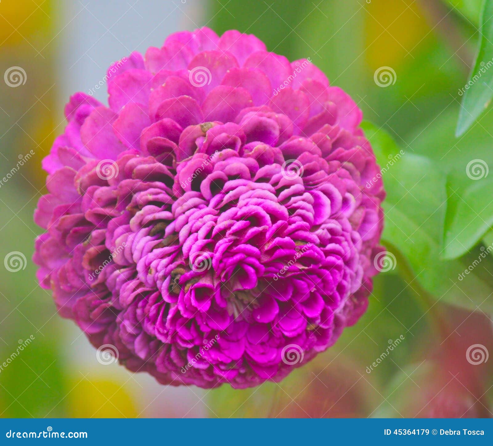 Flower pink ball stock image. Image of round, ball, green 45364179