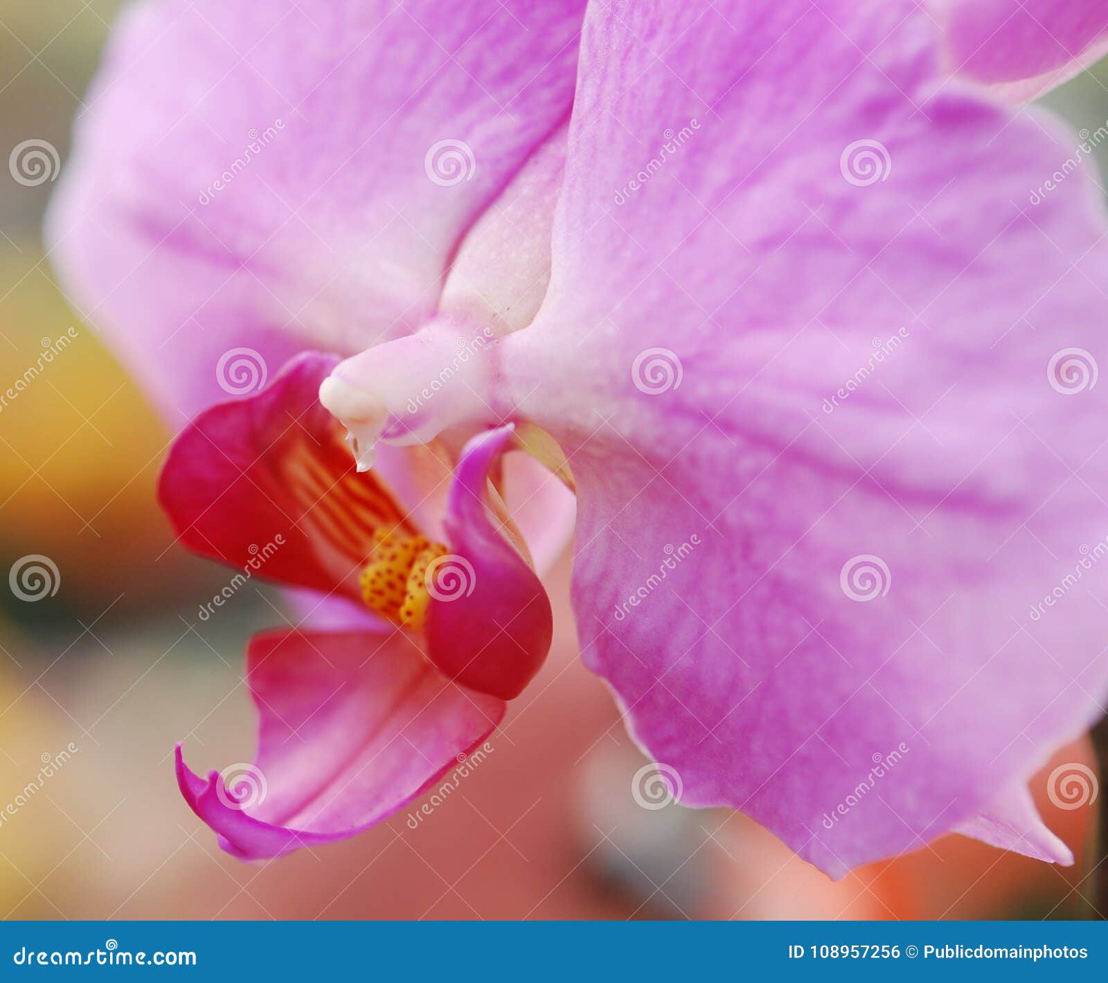 Flower, Pink, Flowering Plant, Flora Picture. Image 108957256