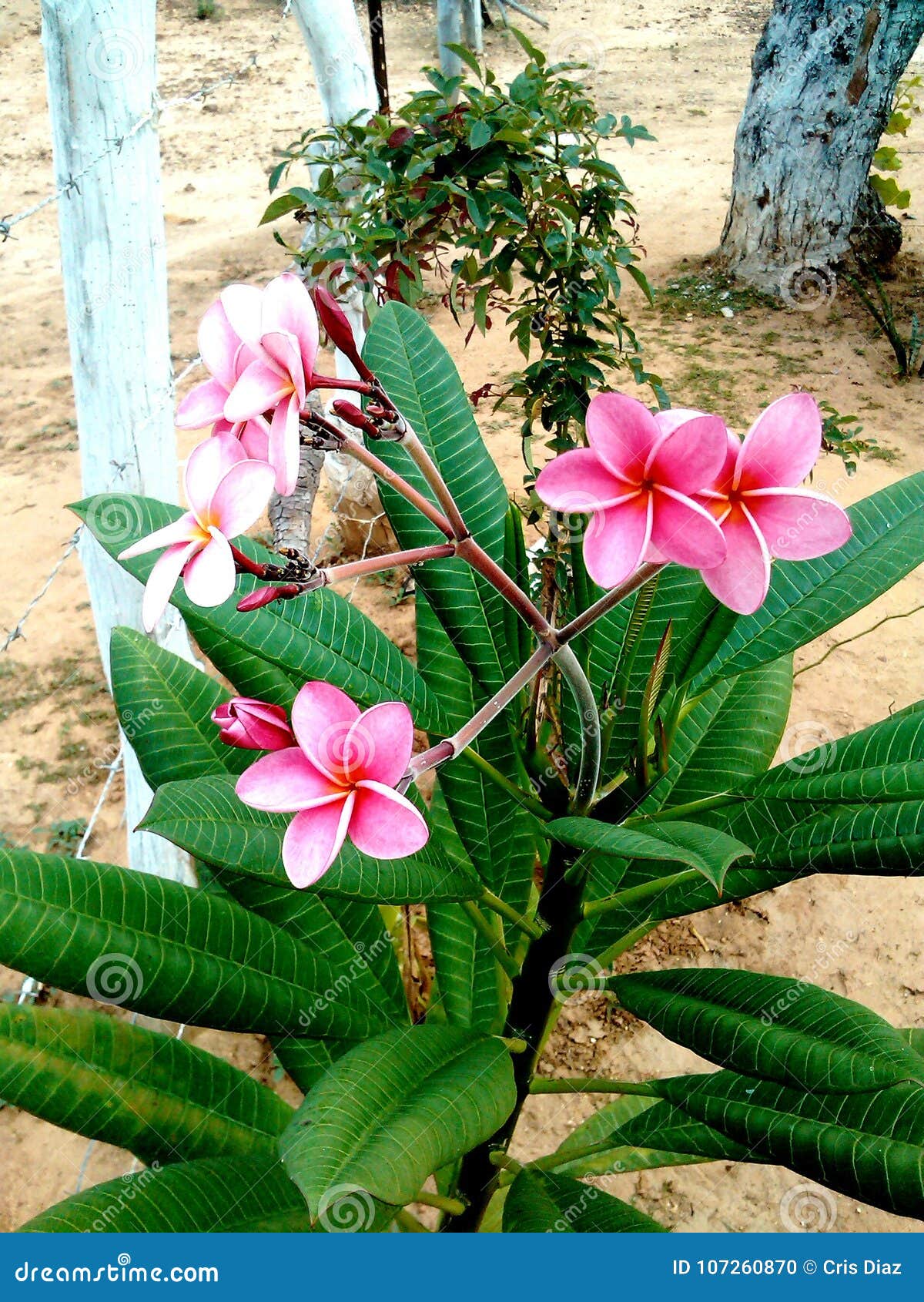 flor rosa fucsia