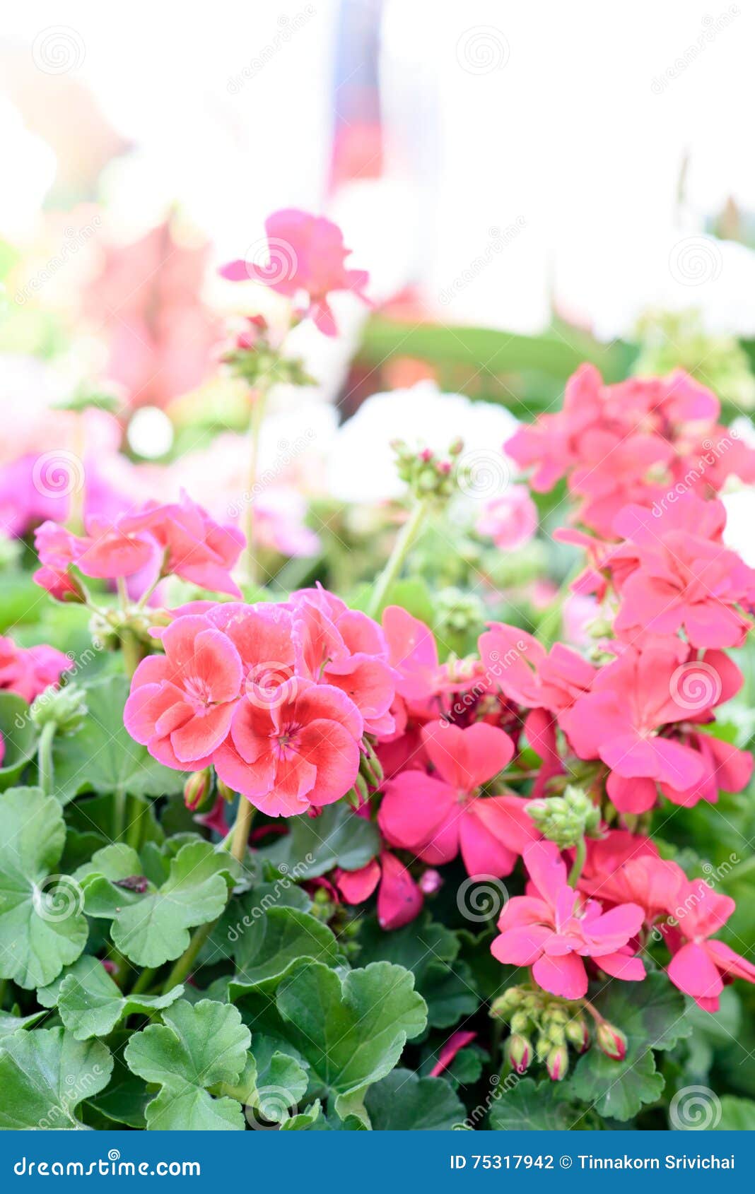 Flower stock photo. Image of decorate, environment, beautiful 75317942