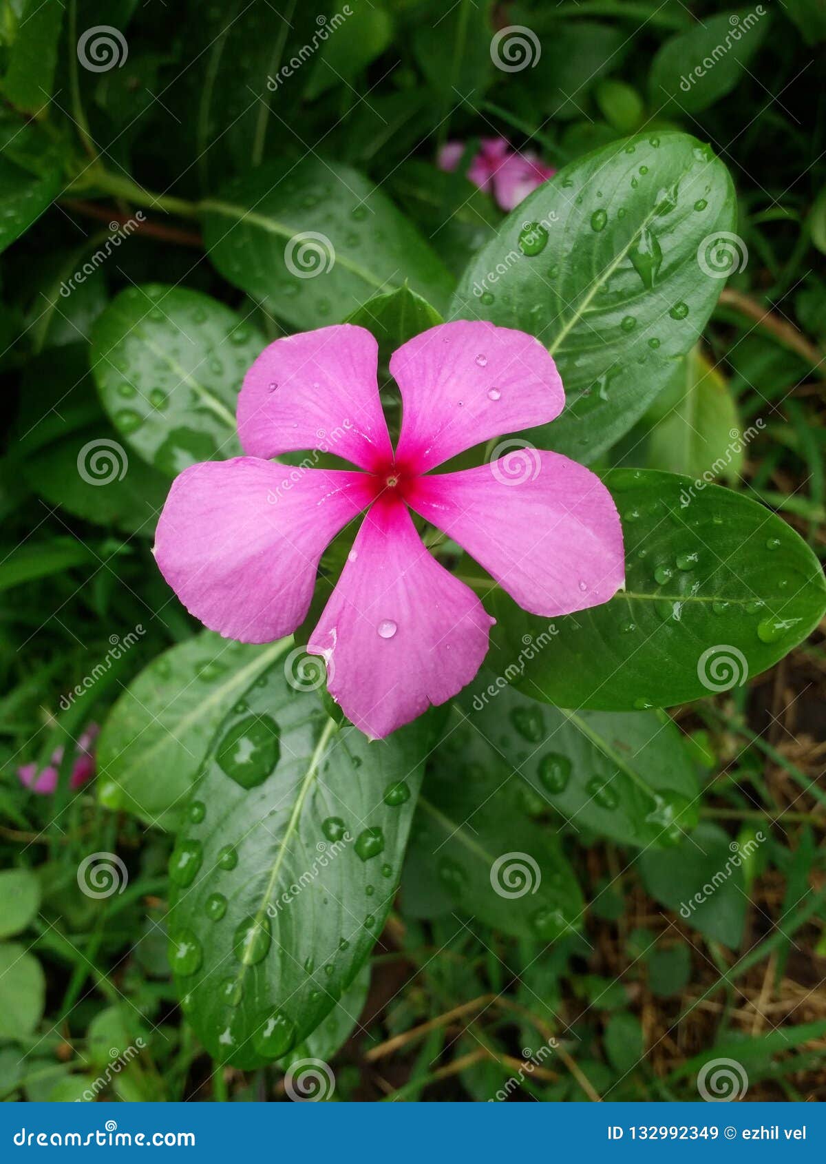 FLOWER stock image. Image of plant, flower, patti, grass 132992349