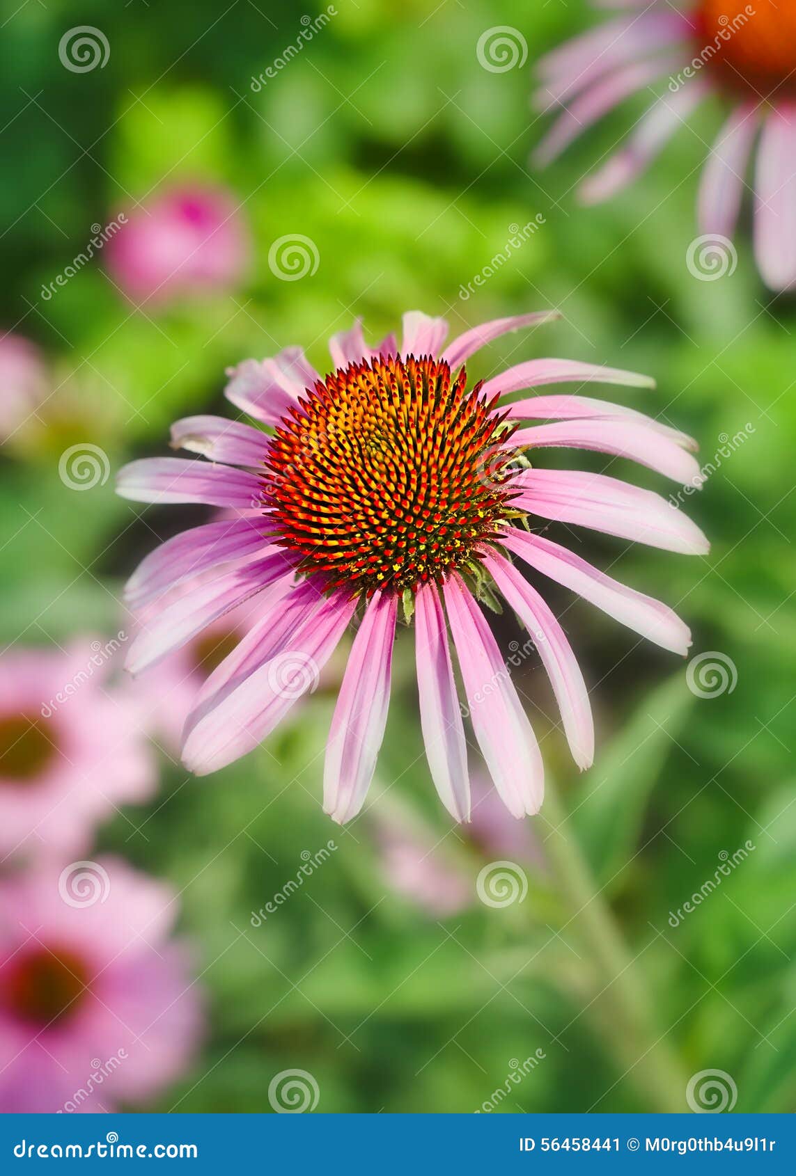 Flower with Pink Petals and Spiky Stamens Stock Image Image of vivid