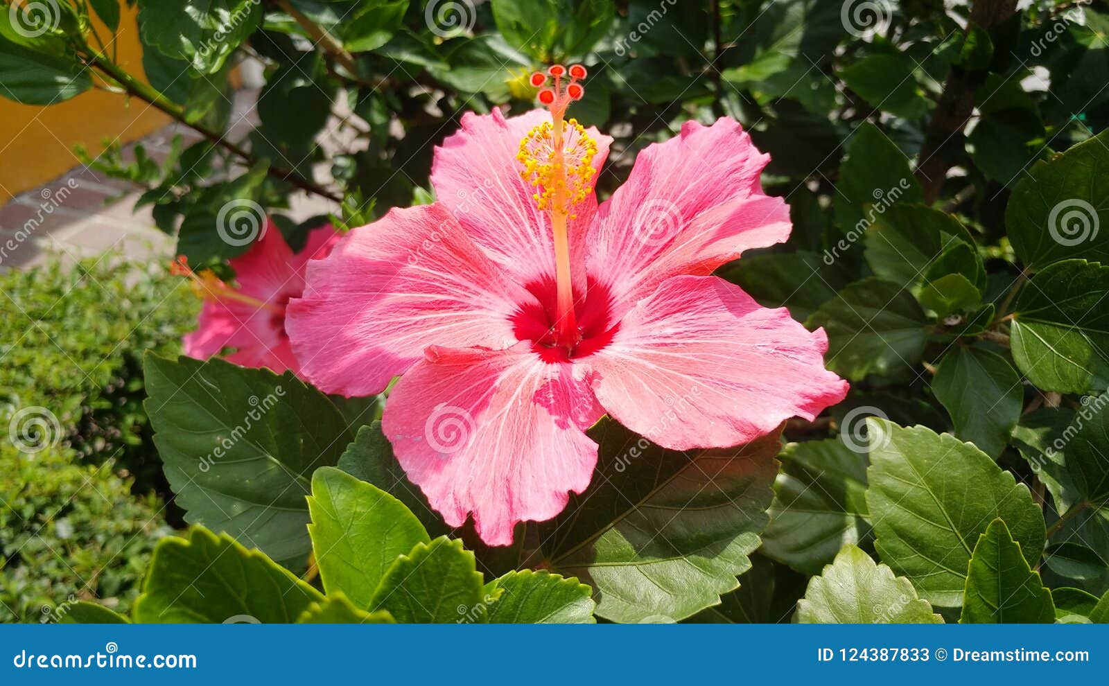 flower pink tulipan at tequila plaza