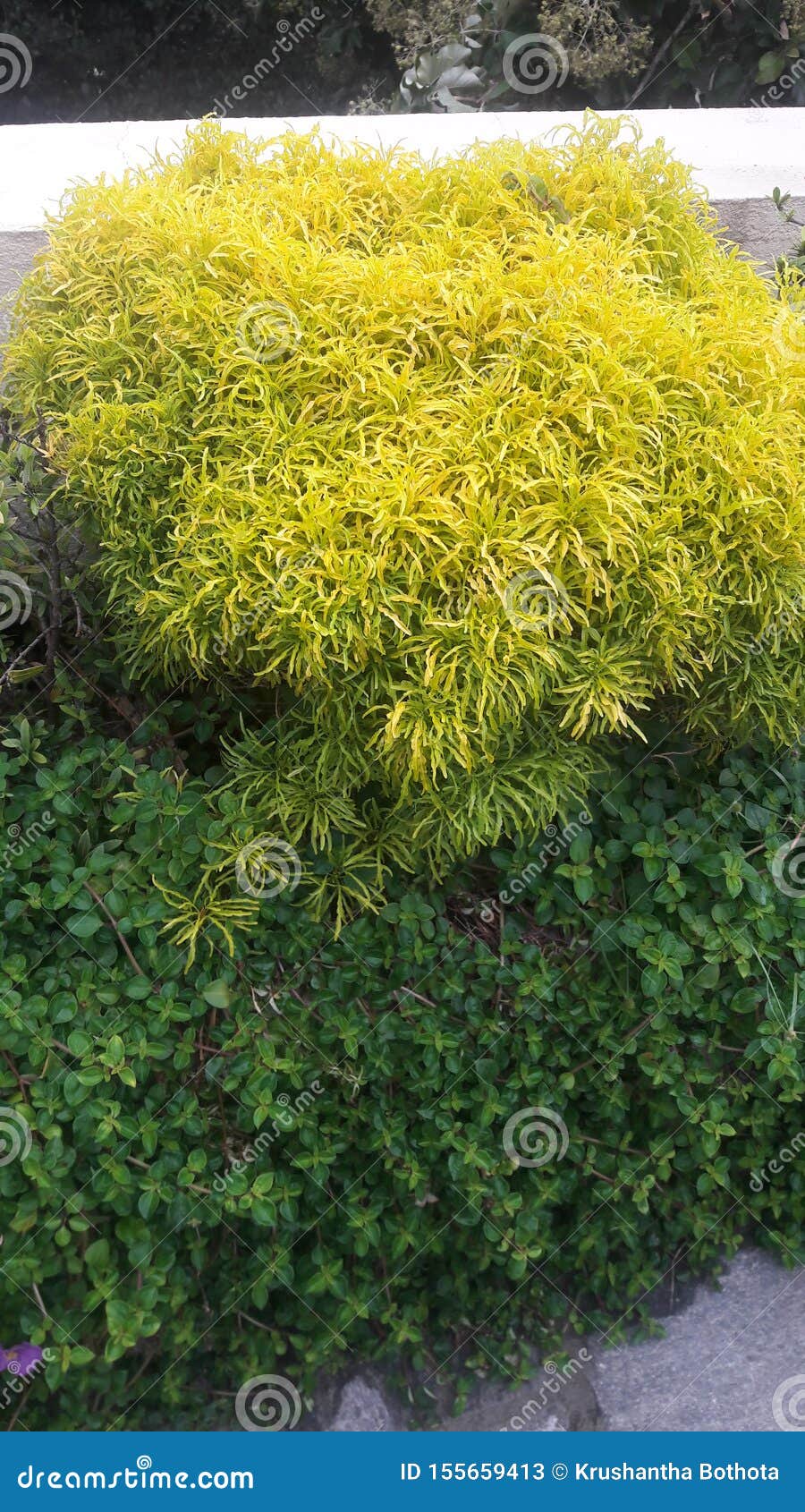 Flower Plant . only a Decorative Bonsai Tree Stock Image Image of tree, flower 155659413