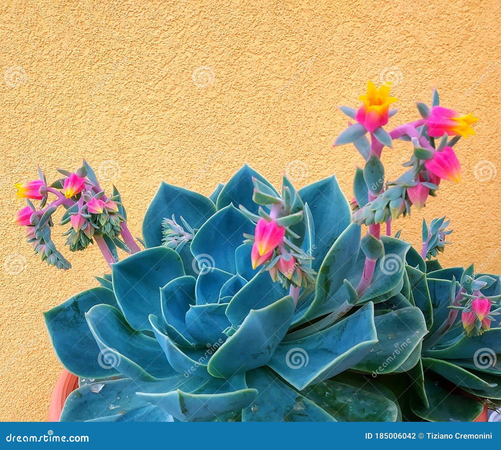 flower and plant, echeveria, "rosa del deserto", multicolored flowers