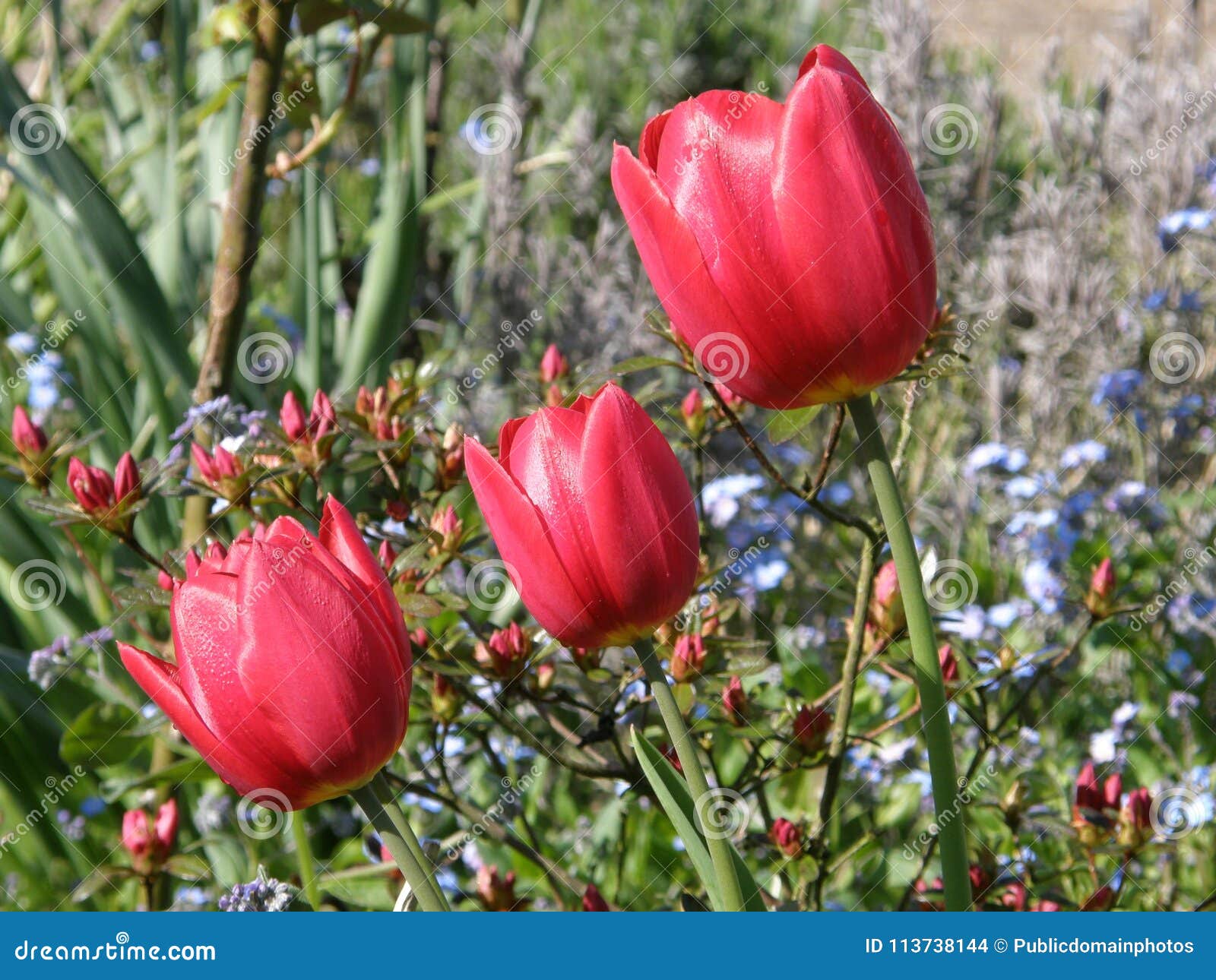 Flower, Plant, Flowering Plant, Tulip Picture. Image 113738144
