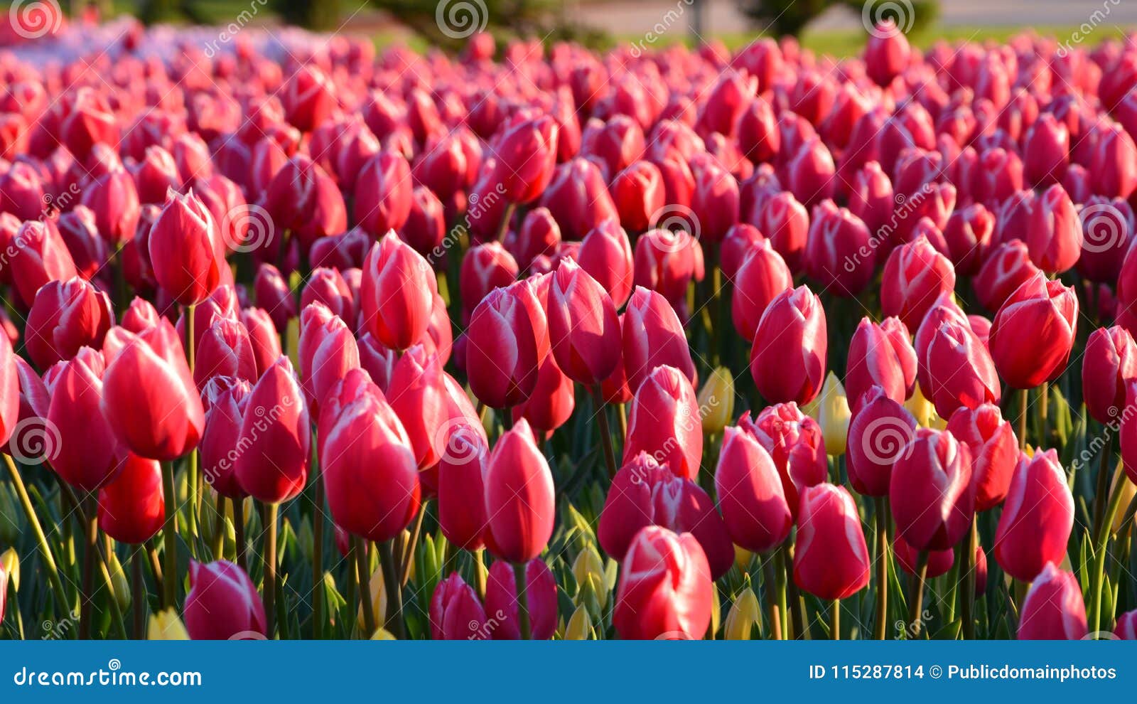Flower, Plant, Flowering Plant, Tulip Picture. Image 115287814