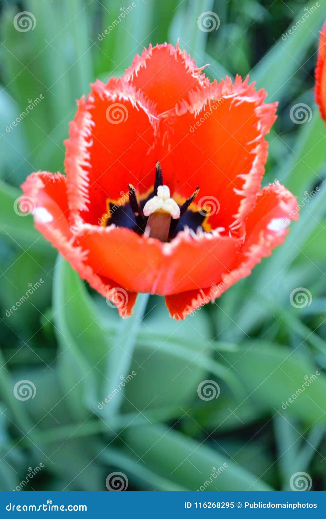 Flower, Plant, Flowering Plant, Tulip Picture. Image 116268295