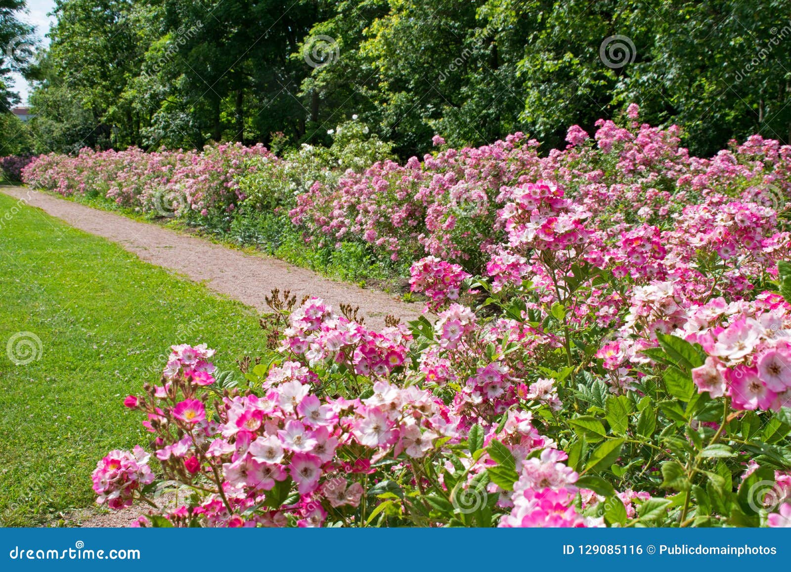 Flower, Plant, Garden, Botanical Garden Picture. Image 129085116