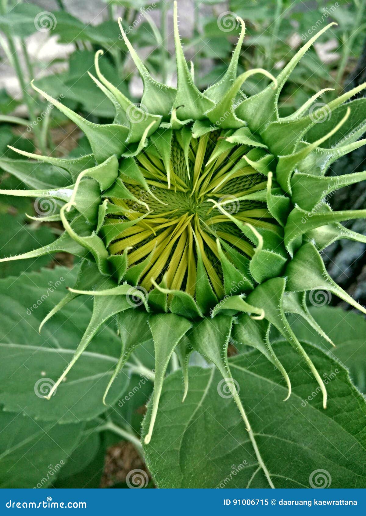 Flower stock image. Image of nature, green, plant, sunflower 91006715