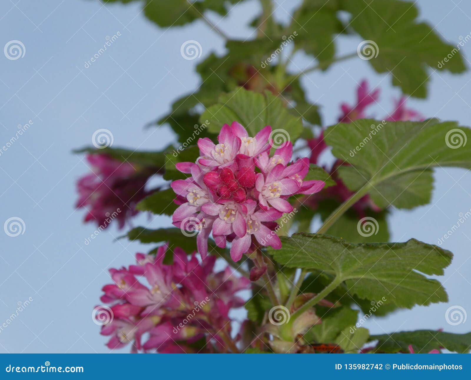 Flower Plant Subshrub Picture Image 135982742