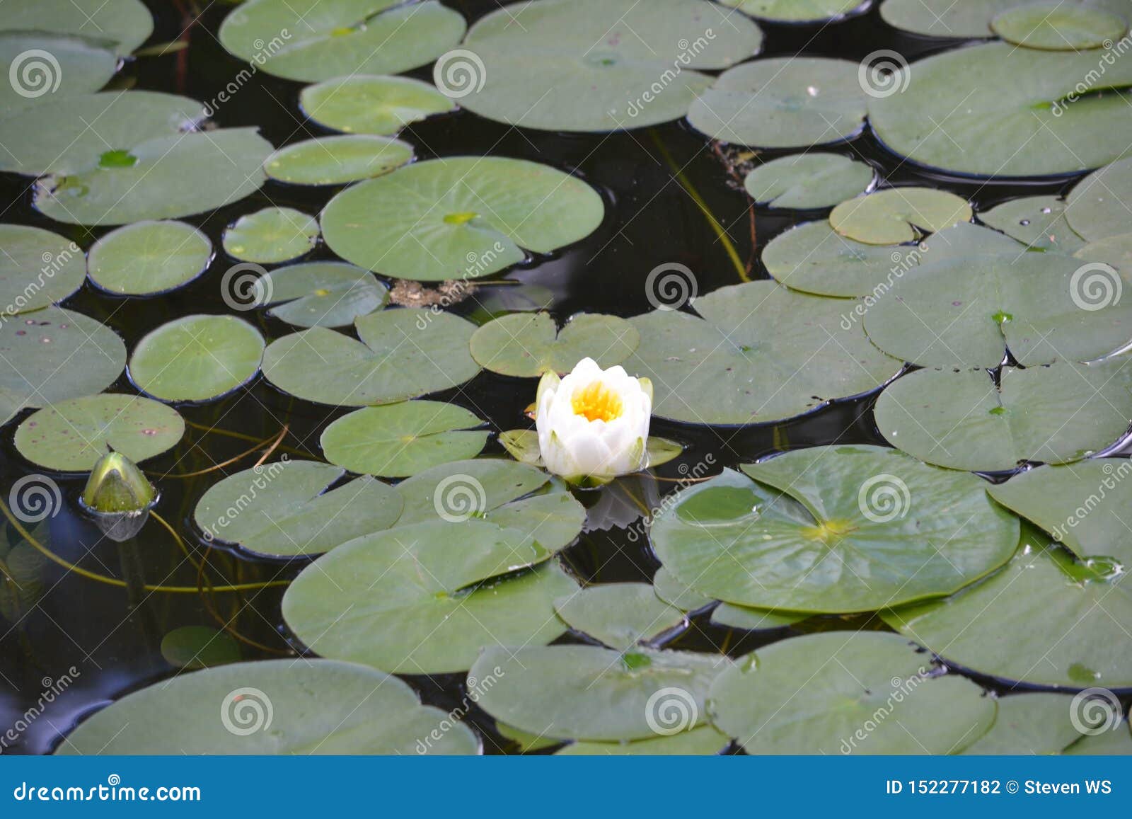 flower on lilly pad in the lake.