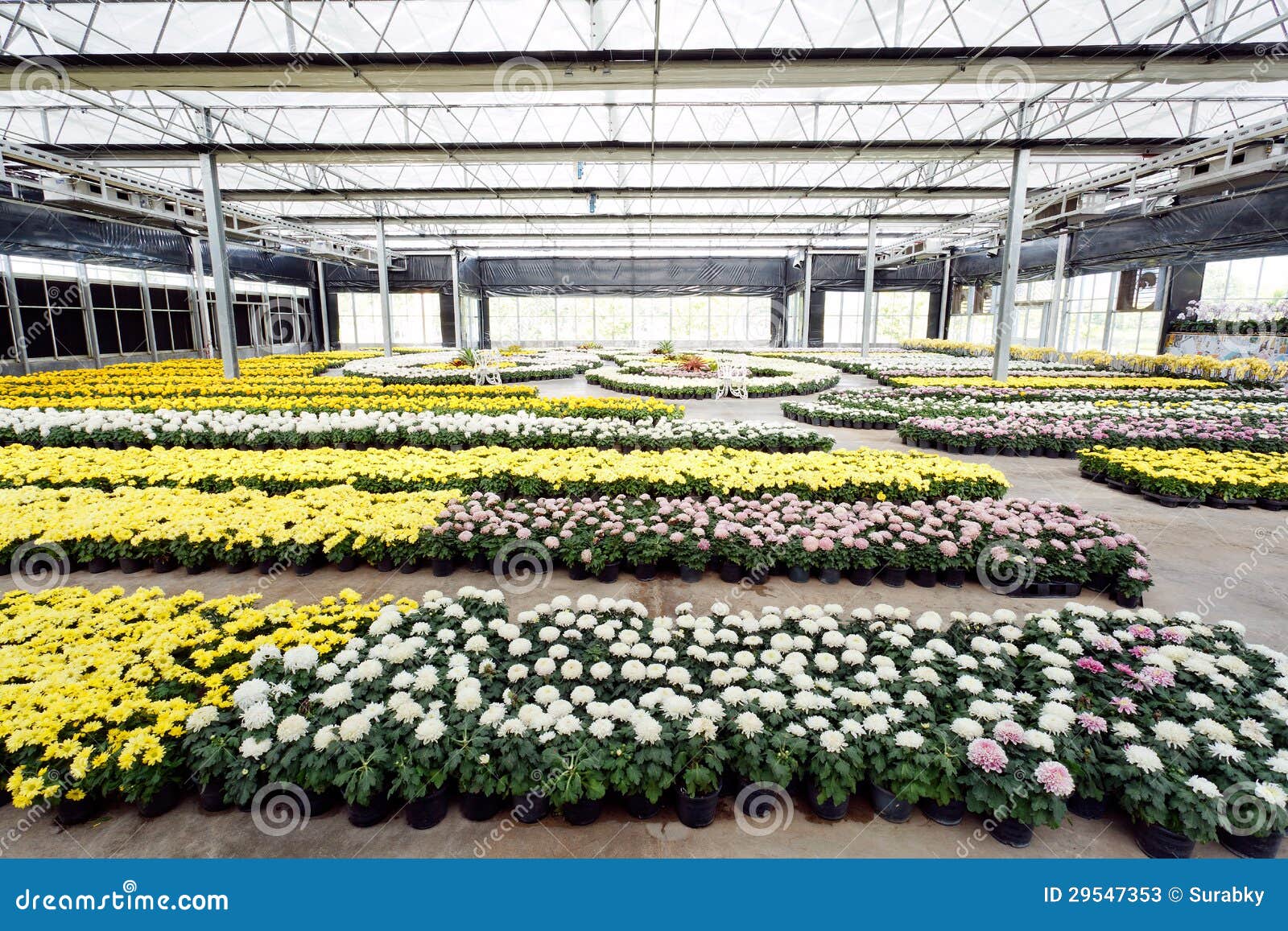 Flower Planting in Glass House Stock Image Image of agriculture