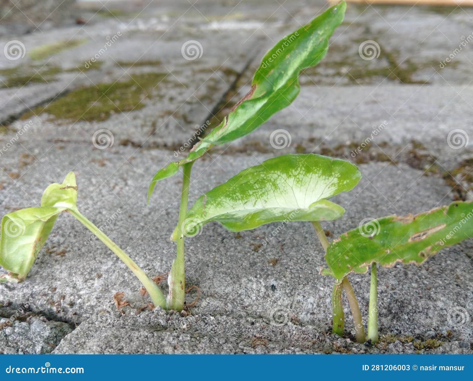Flower Plants that Grow Squeezed between Two Concrete Stock Image Image of concrete, plants