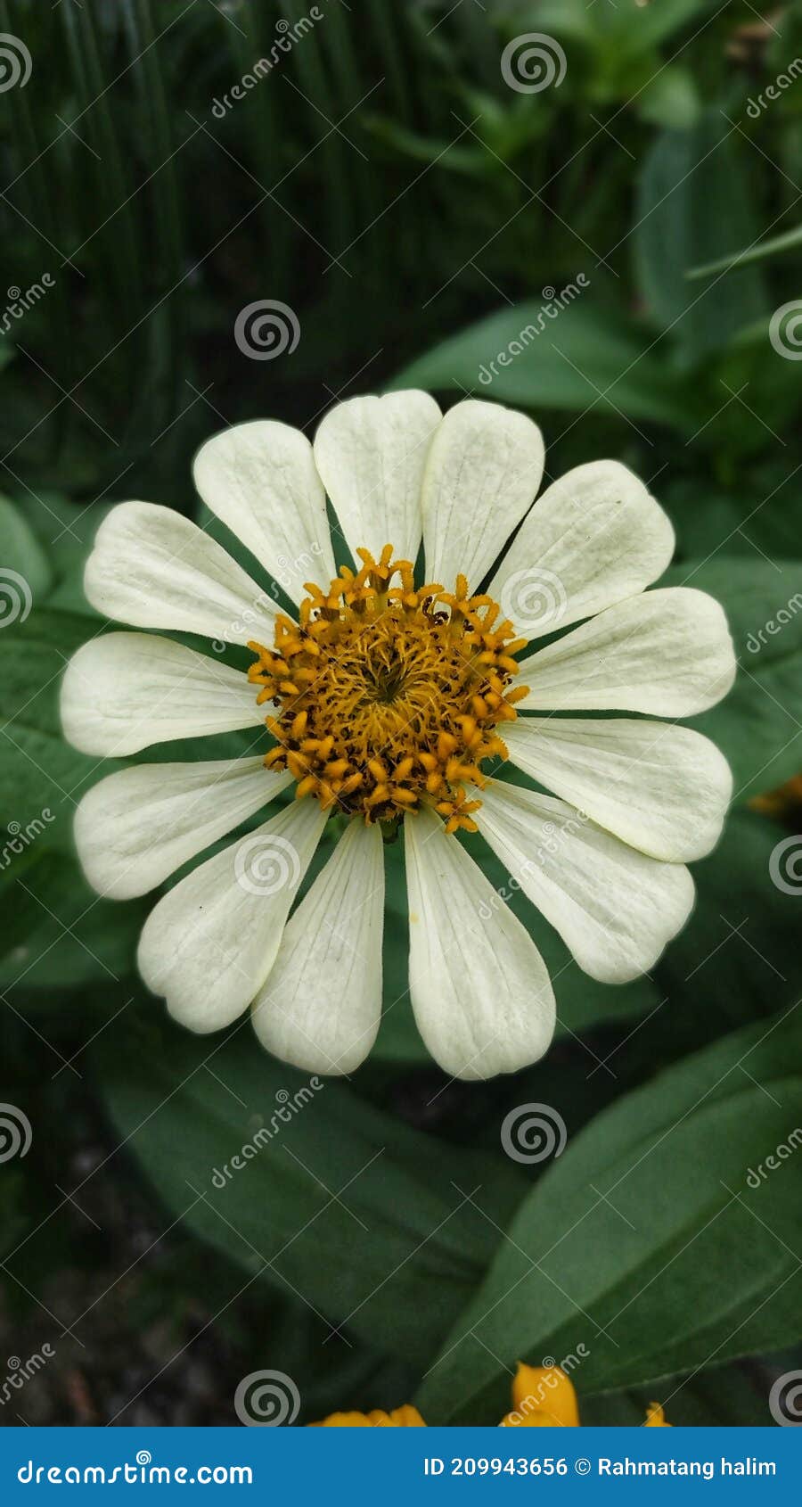 Flower plants have bloomed stock photo. Image of plant 209943656