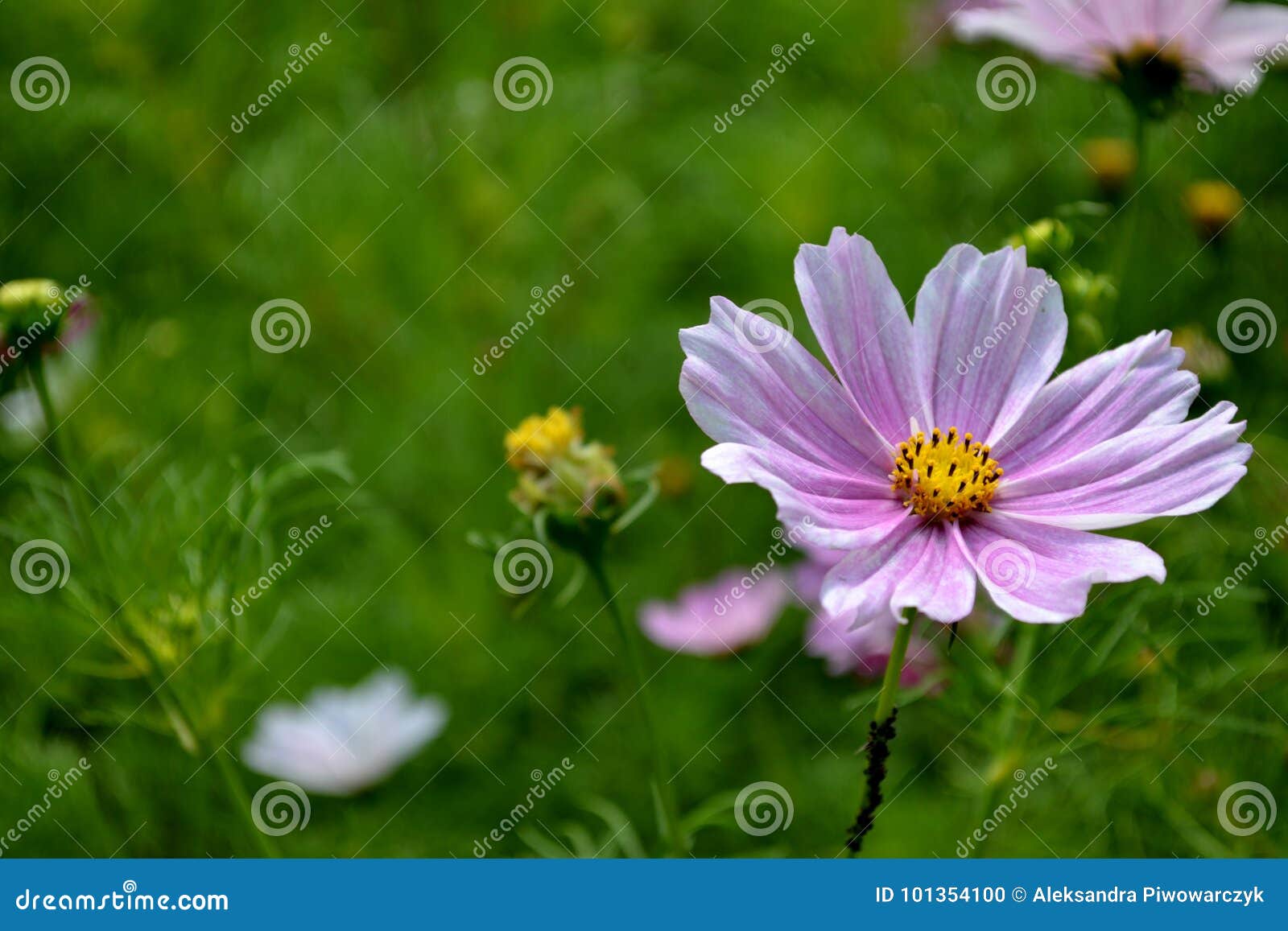 Flower, Poland stock photo. Image of popular, pink, grass 101354100
