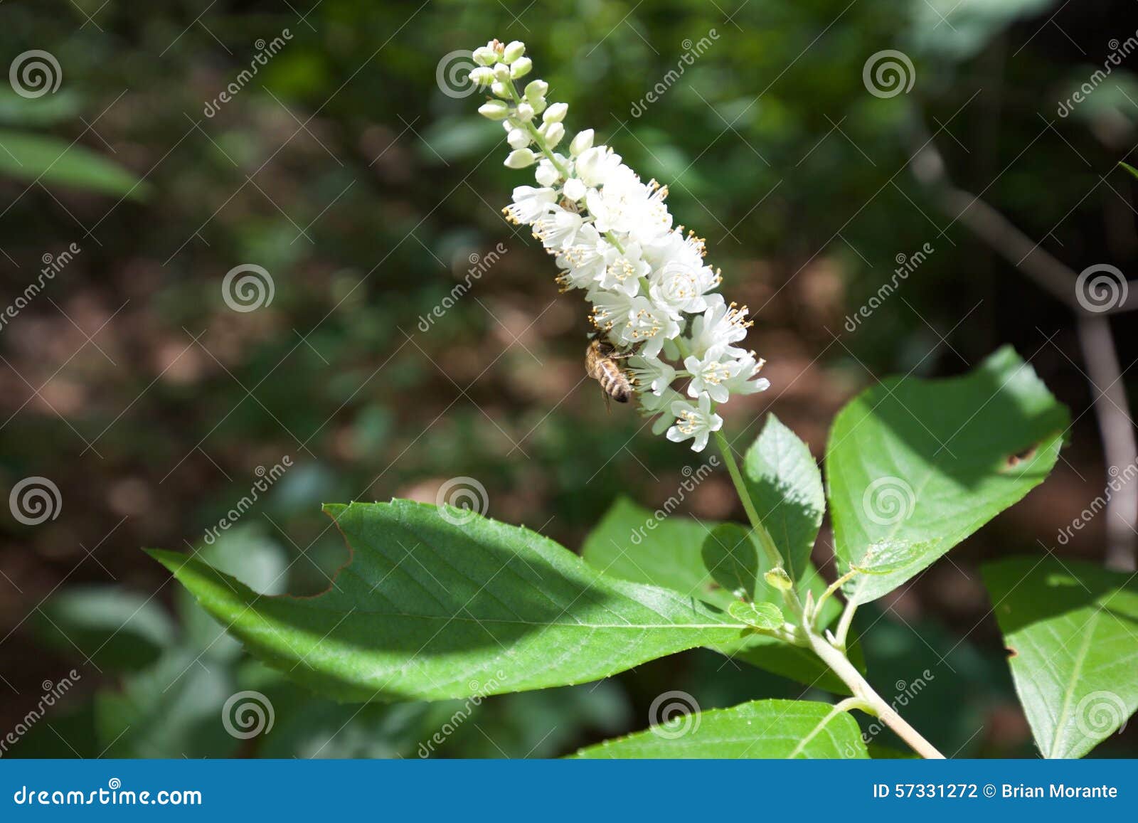 Flower pollination stock photo. Image of pollination 57331272