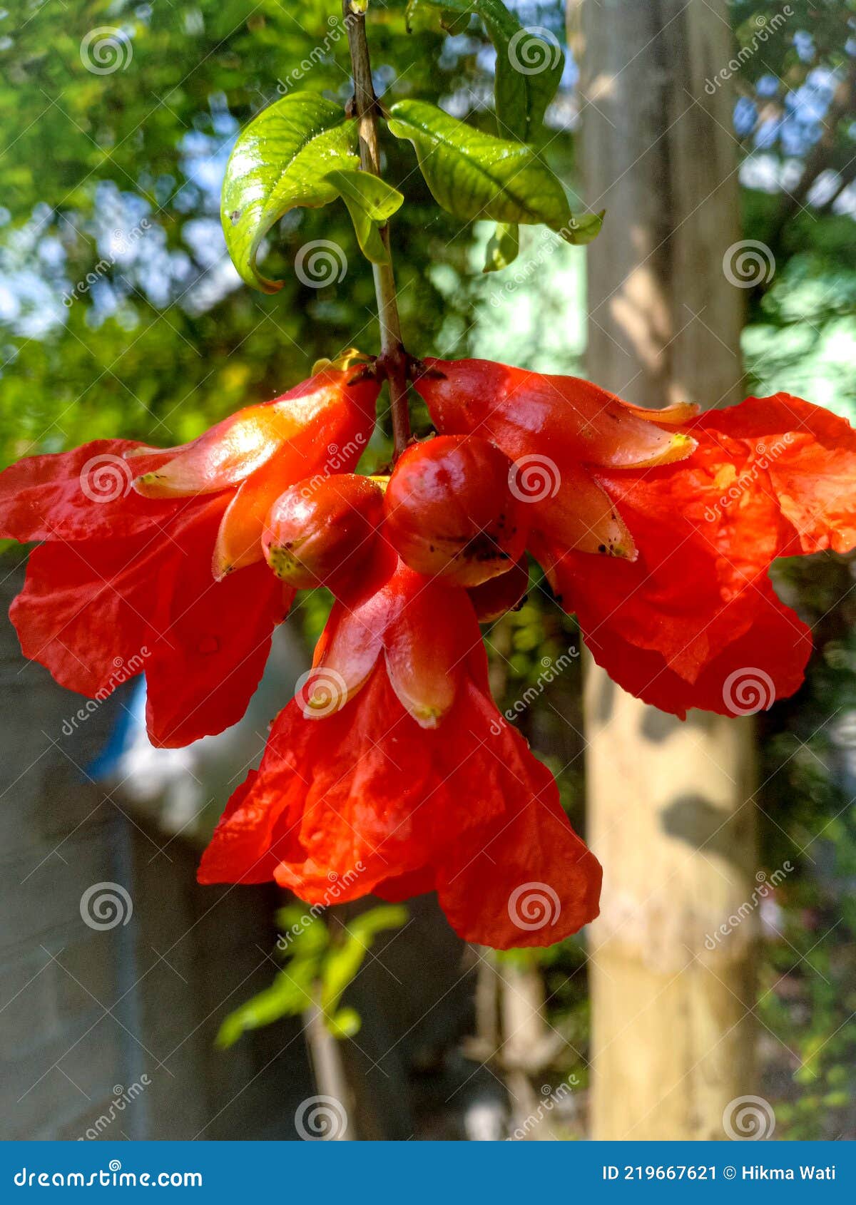 Flowers stock image. Image of green, fresh, cute, fruit 219667621