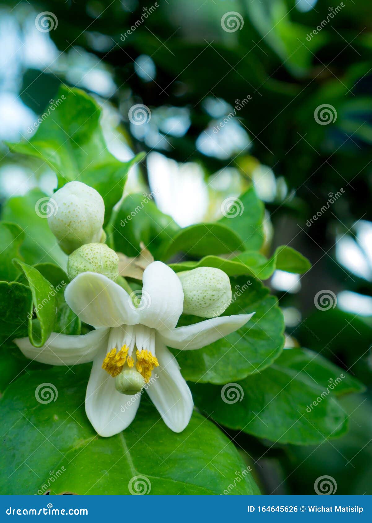 Flower of Pomelo Fruit Blooming Stock Photo Image of grapefruit