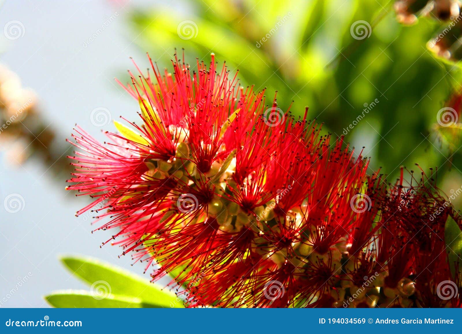 flower popularly known as red swab in which its long stamens stand out