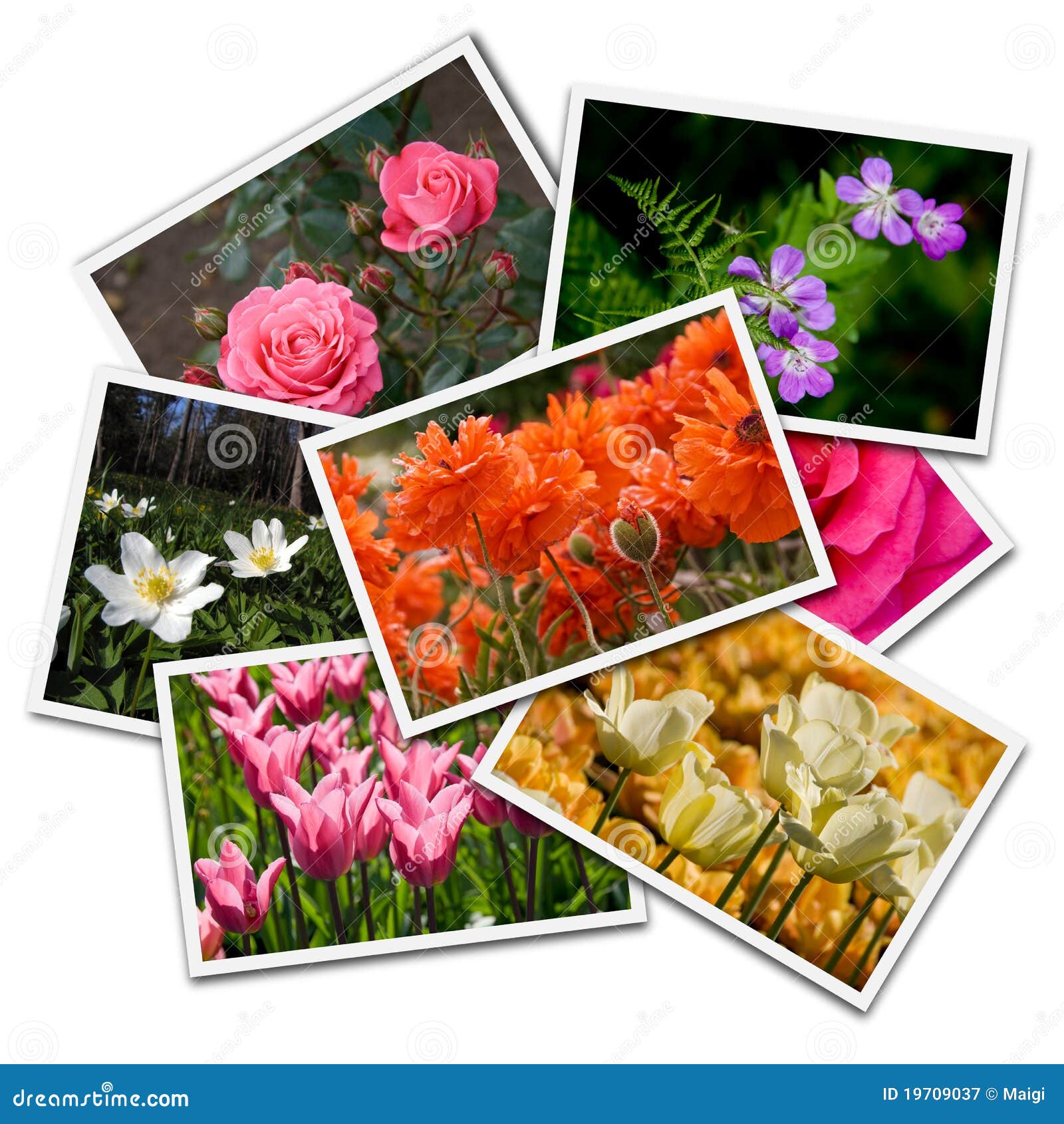 Flower postcards stock image. Image of arrangement, portfolio 19709037