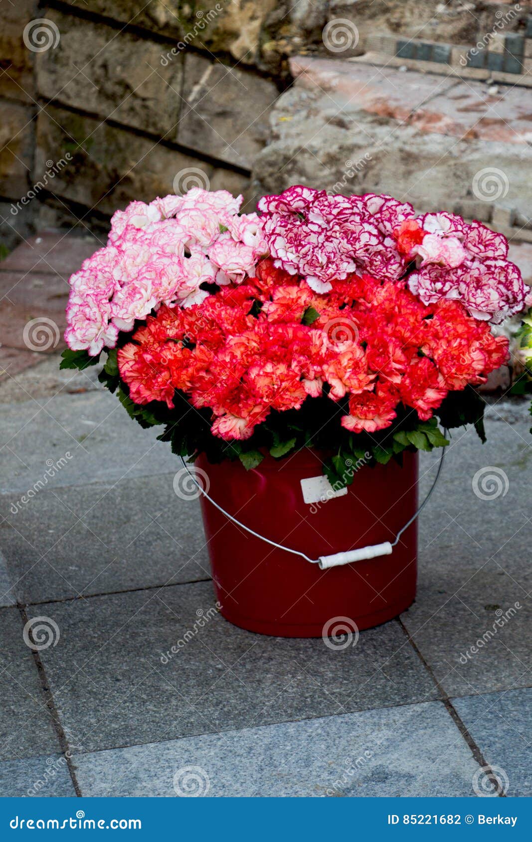 Flower Pot with Beautiful Flowers in it Stock Photo - Image of color ...