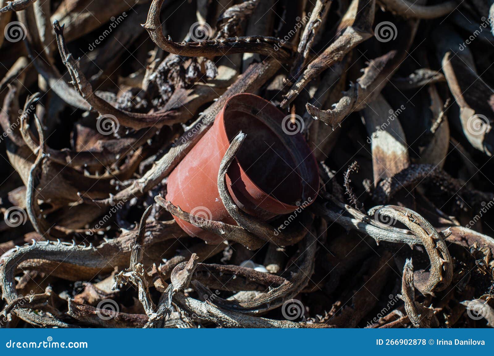 Flower Pot on a Bed of Roots Stock Photo Image of texture, tasty