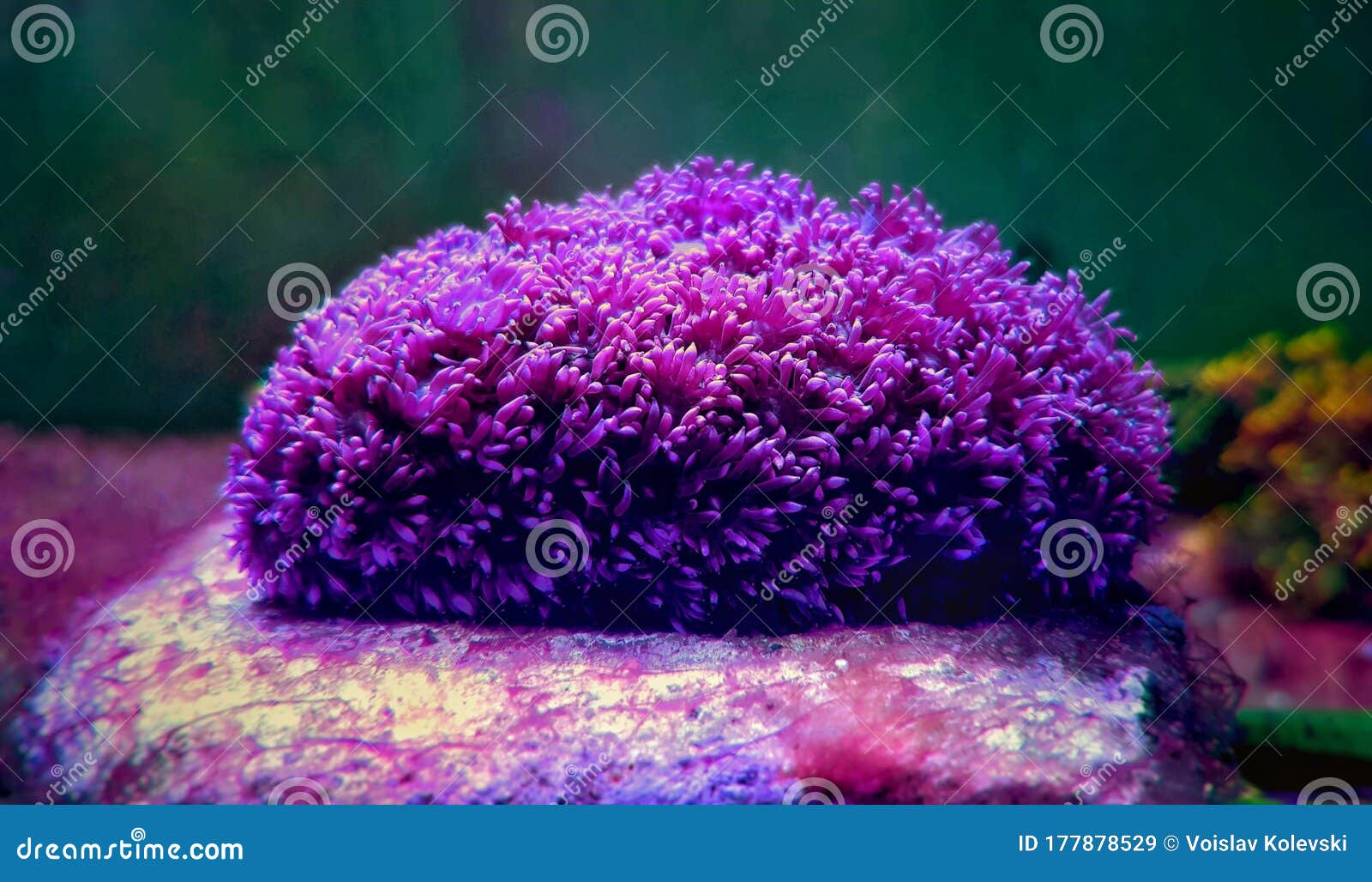 flower pot goniopora sp. lps coral