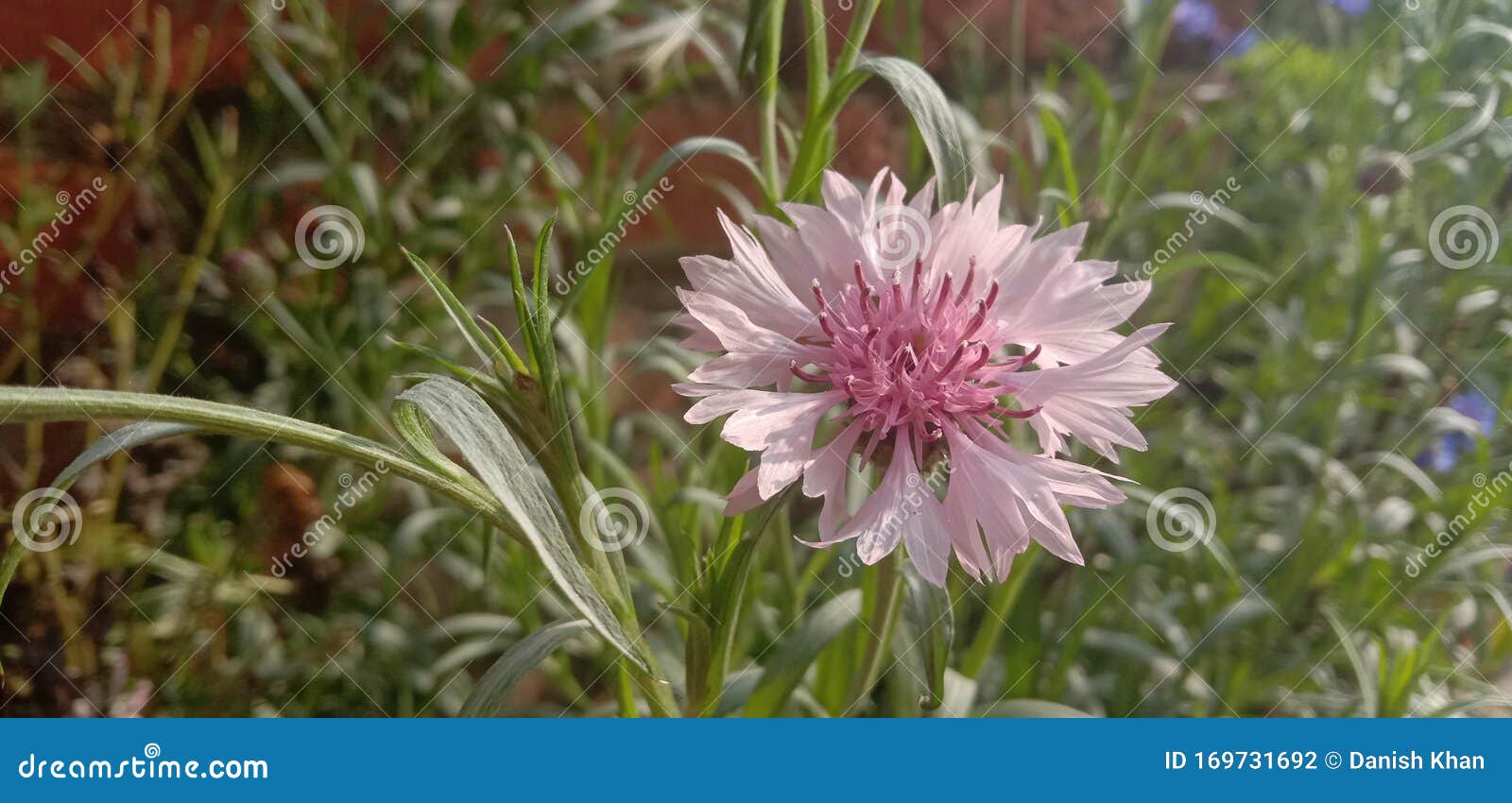Beautiful Corn Flour Pink Colour Stock Photo Image Of Beautiful Daisy Beautiful Corn Flour Pink Colour Stock Photo Image Of Beautiful Daisy