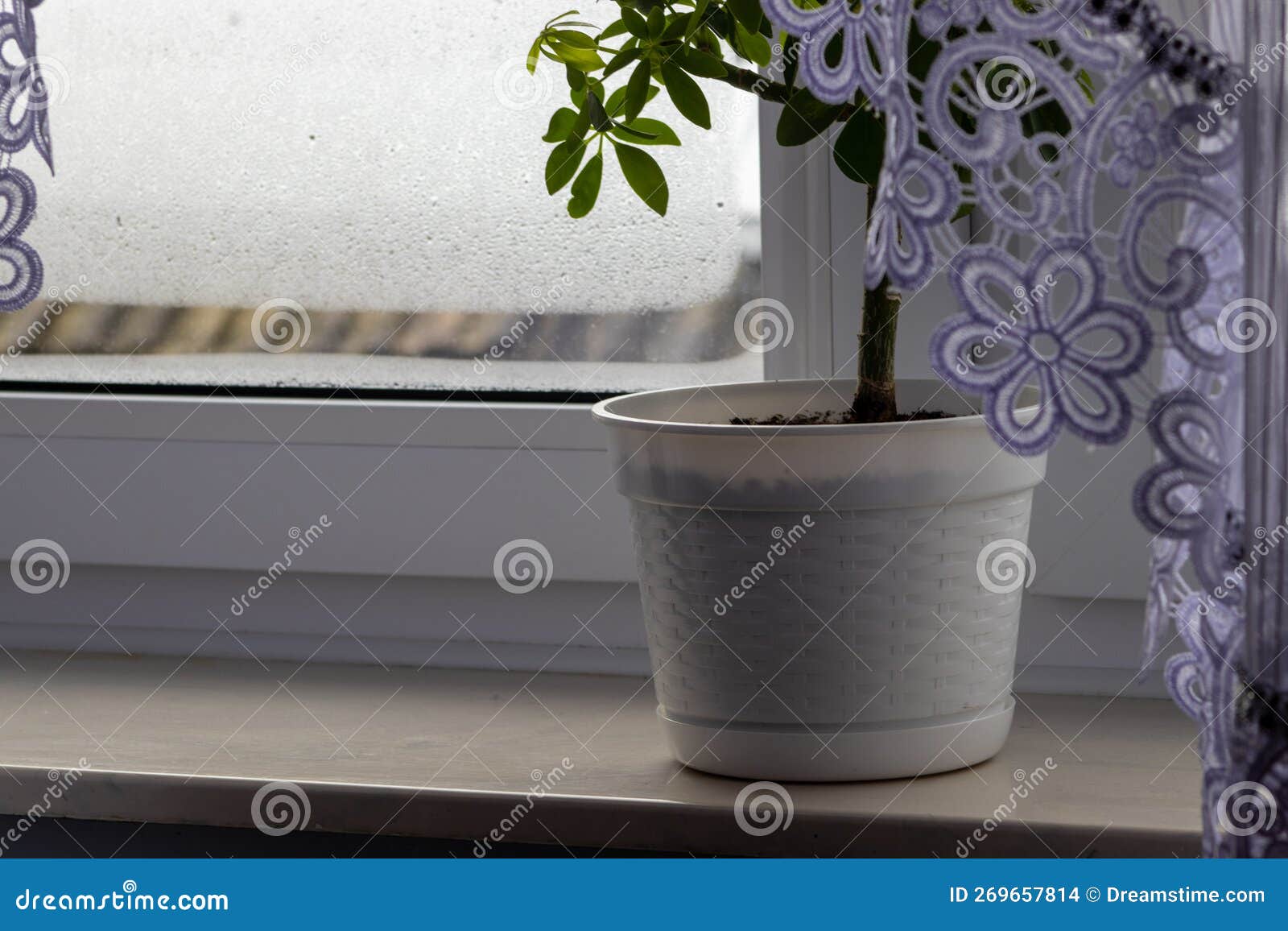 Flower in Pot on Windowsill. Interior House Stock Photo Image of