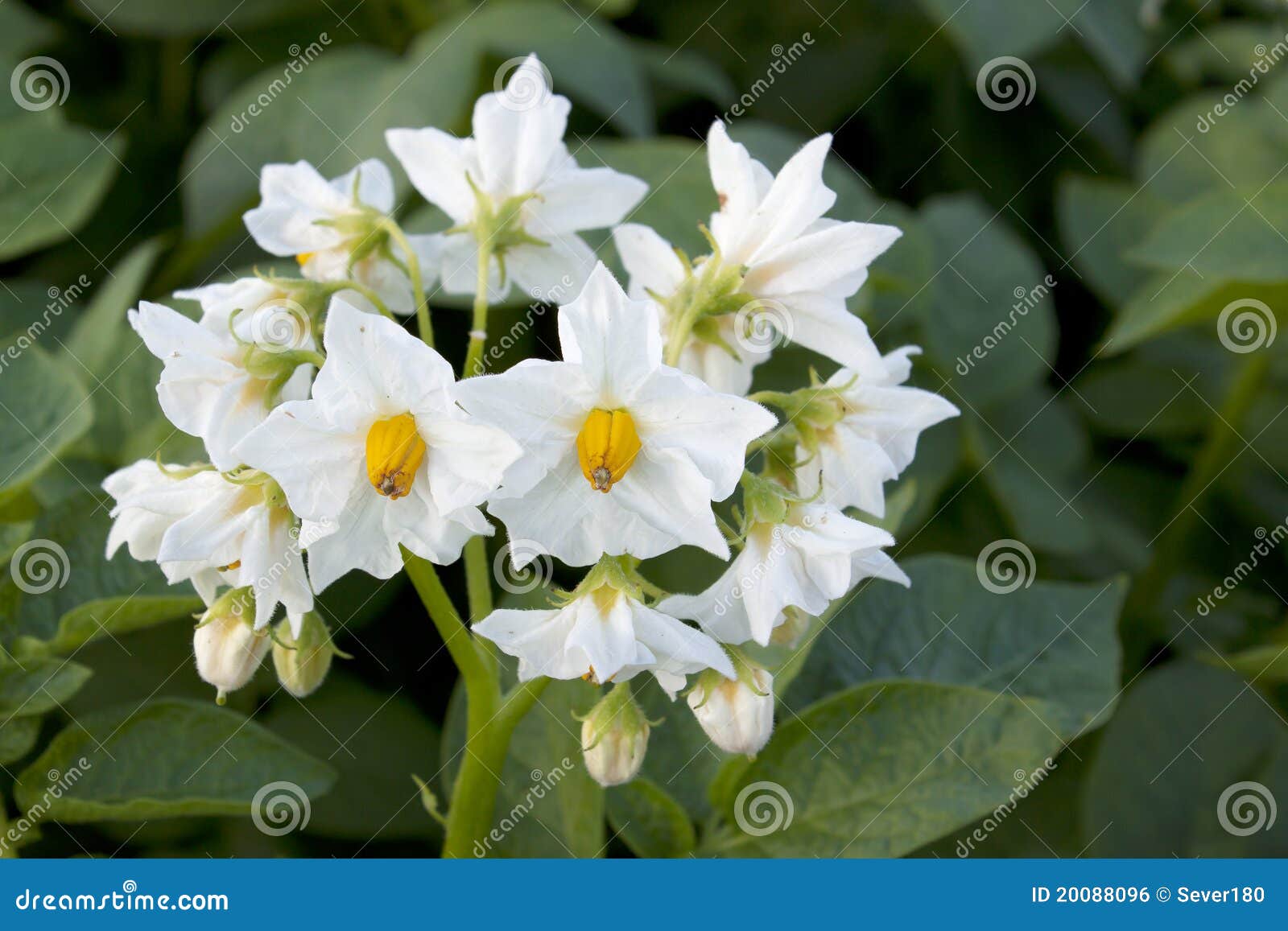 Flower of a potato stock photo. Image of bright, growing 20088096