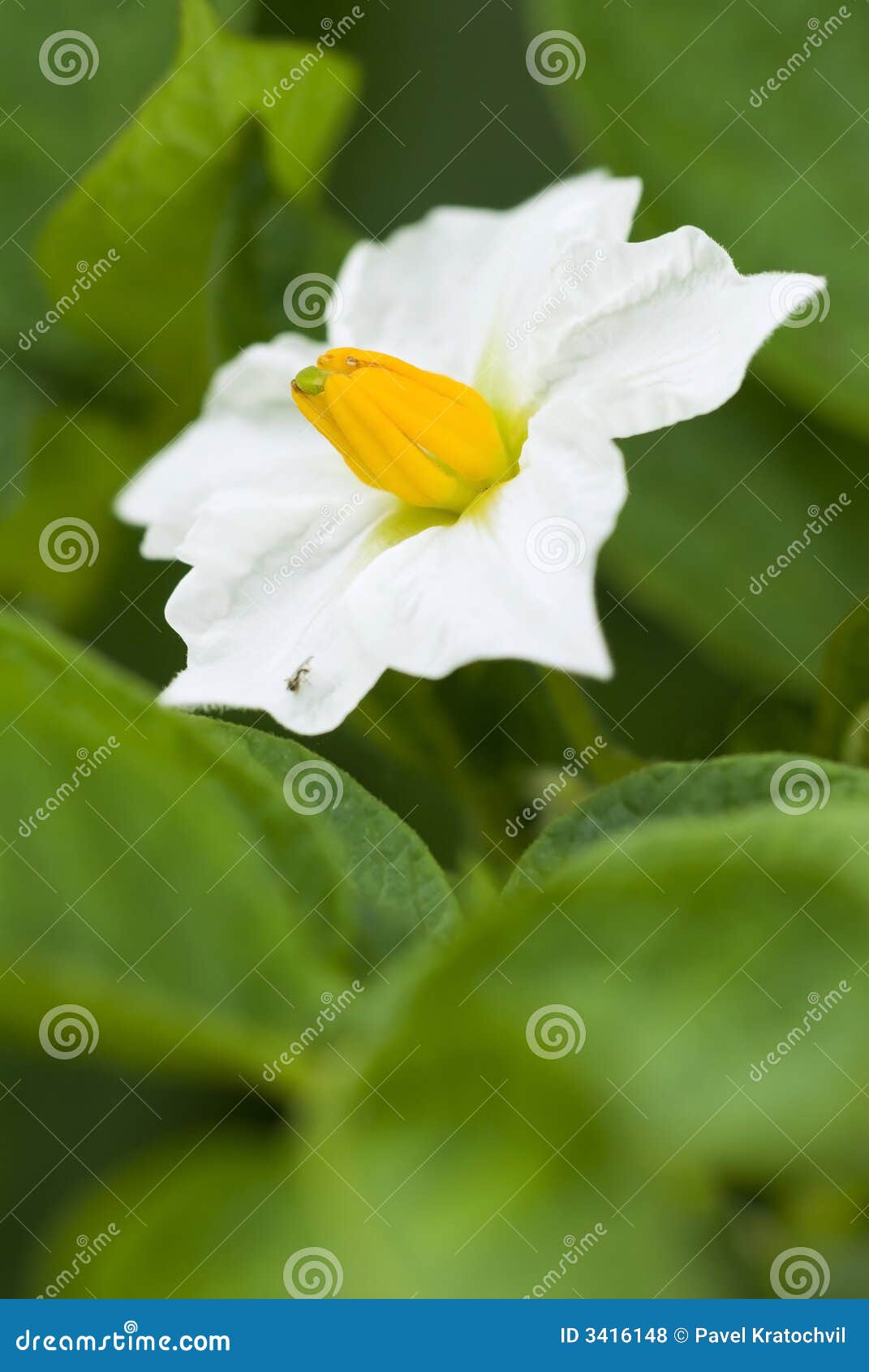 Flower of a potato stock photo. Image of close, plants 3416148