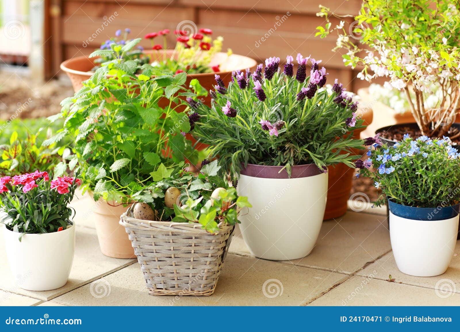 Flower pots stock image. Image of fresh, exterior, agriculture 24170471