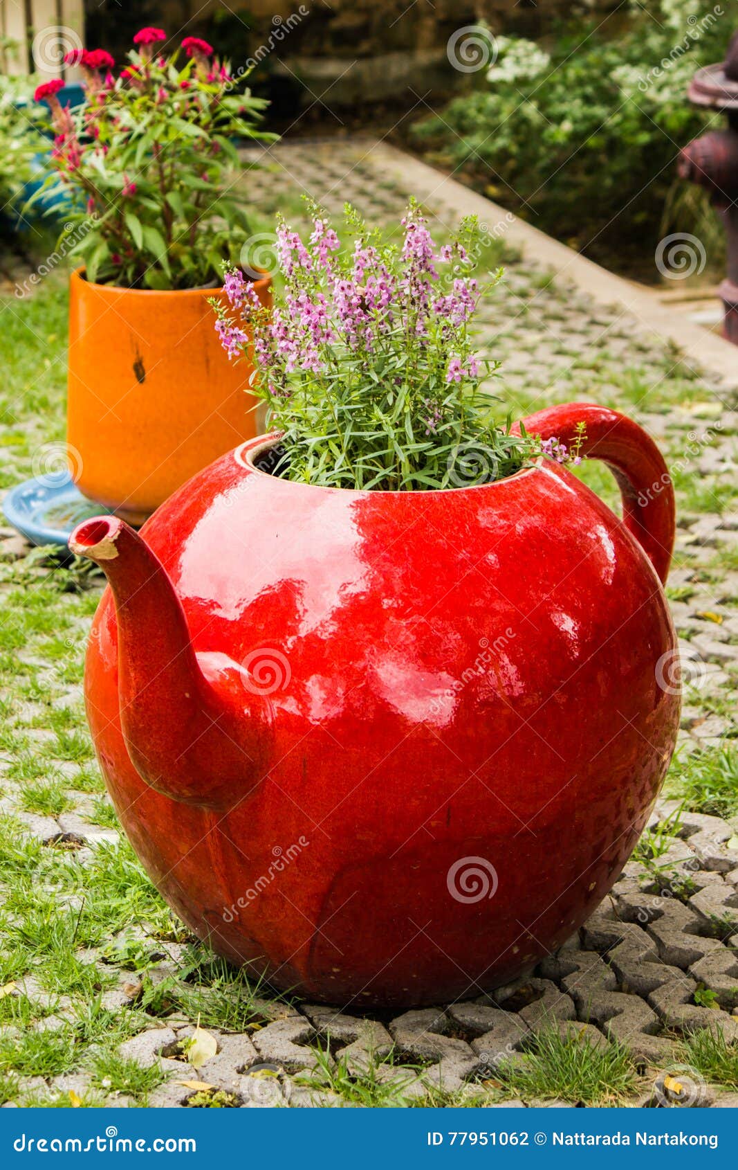 Flower pots stock photo. Image of white, blossom, flower 77951062