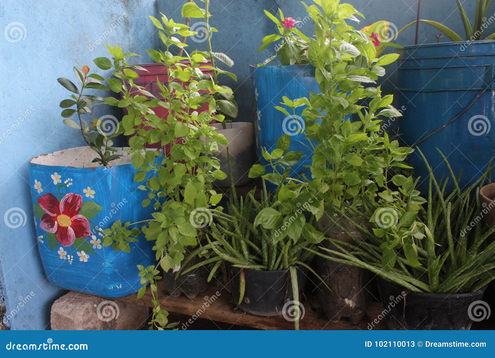 flower pots and leaves