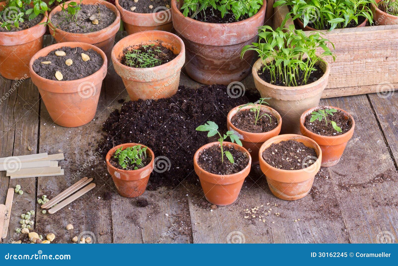 Gardening stock image. Image of seeds, plants, vegetable 30162245