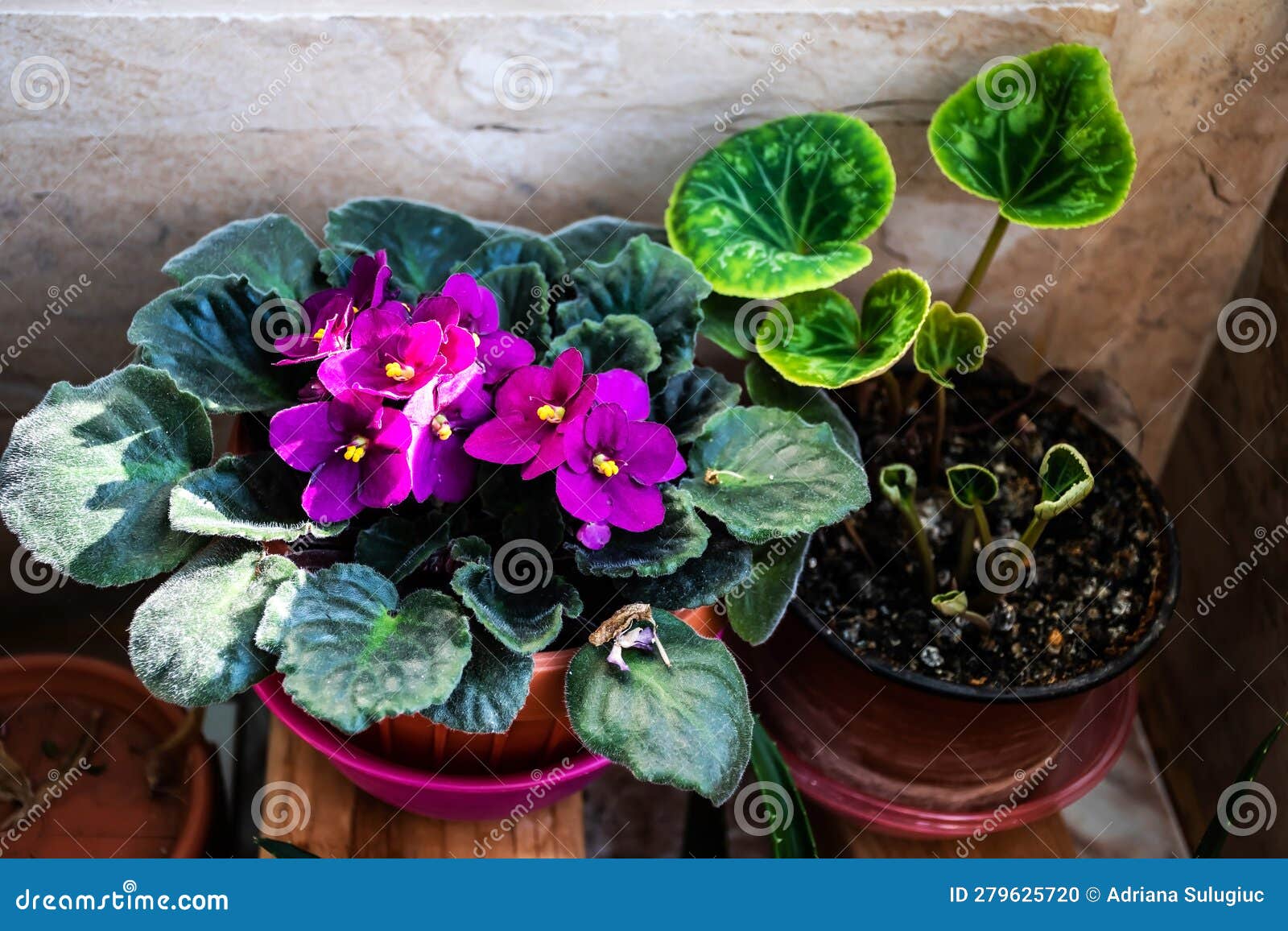 streptocarpus sect. saintpaulia and cyclamen