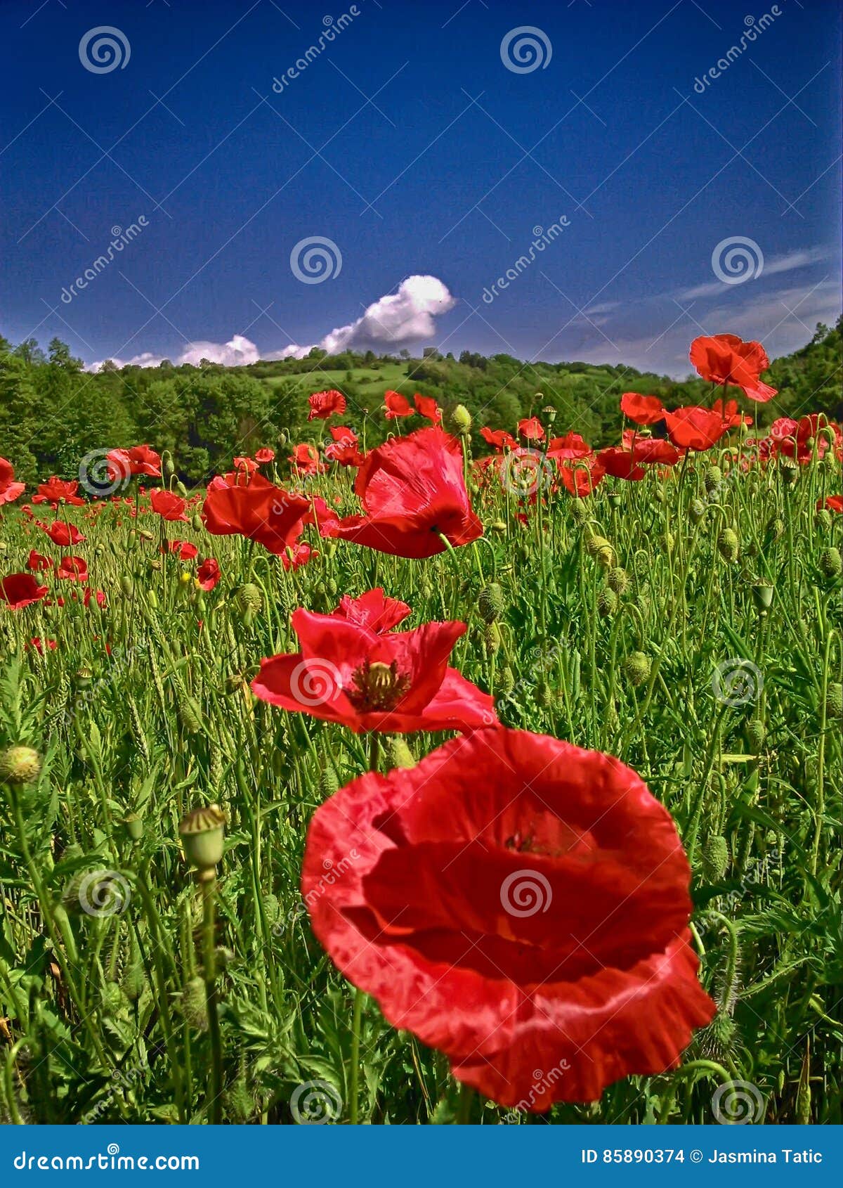 Flower power stock photo. Image of windy, flowers, flower 85890374