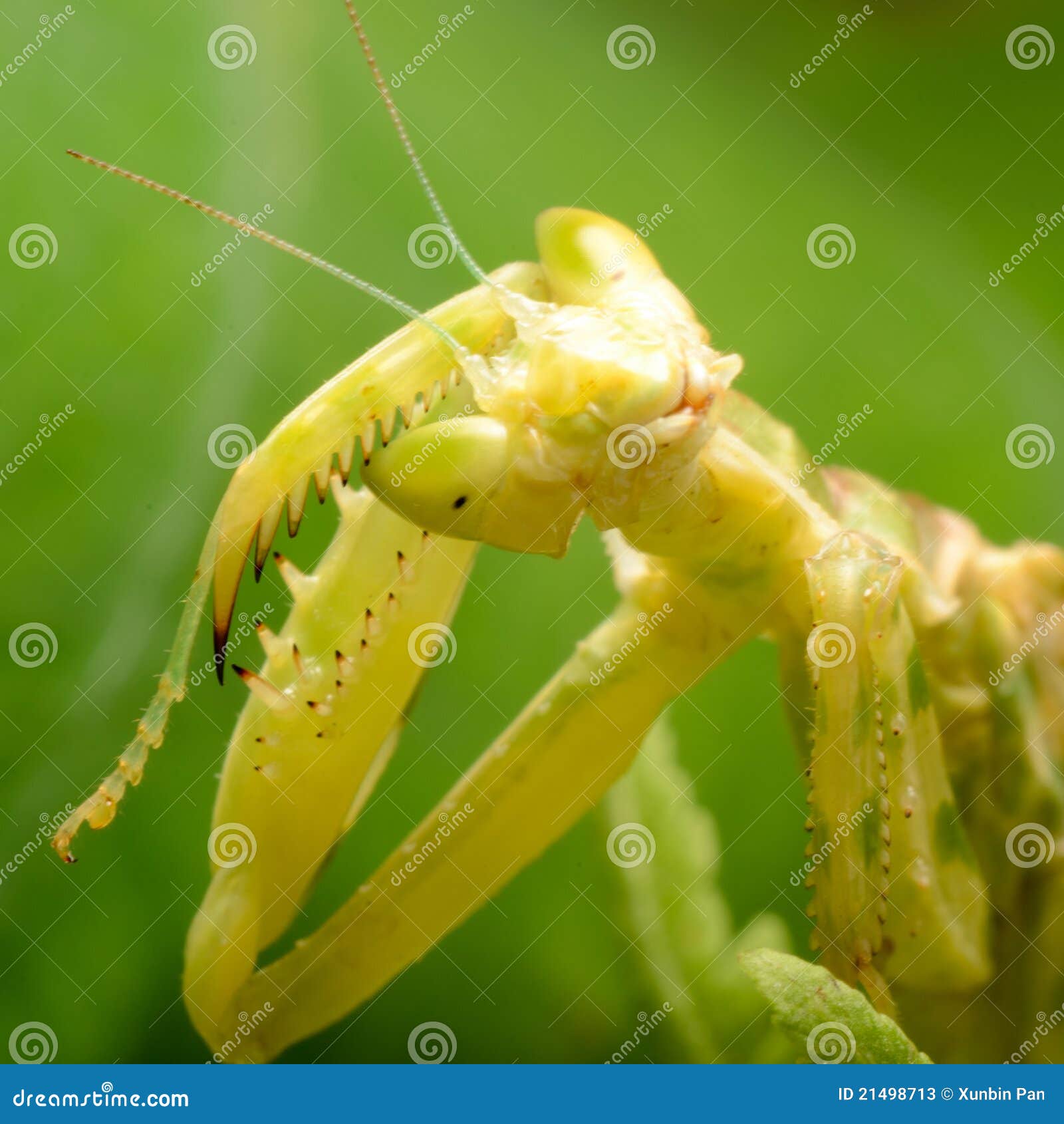 Flower praying mantis stock image. Image of animal, invertebrate 21498713