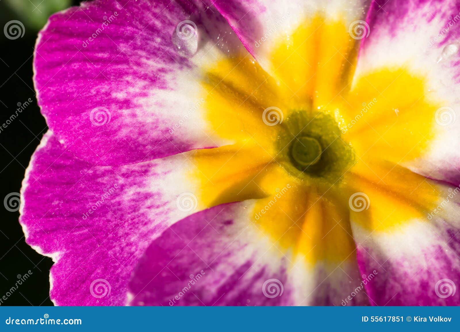 flower of primula primera, close-up
