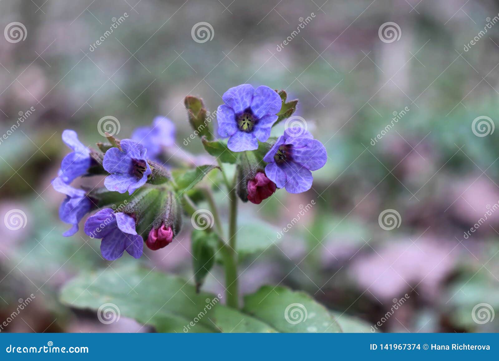 Flower of Pulmonaria Officinalis is a Genus of Flowering Plants in ...
