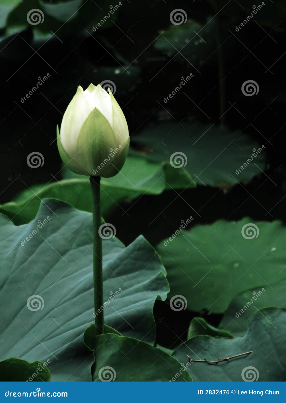 Flower of purity stock photo. Image of bloom, pond, flower 2832476
