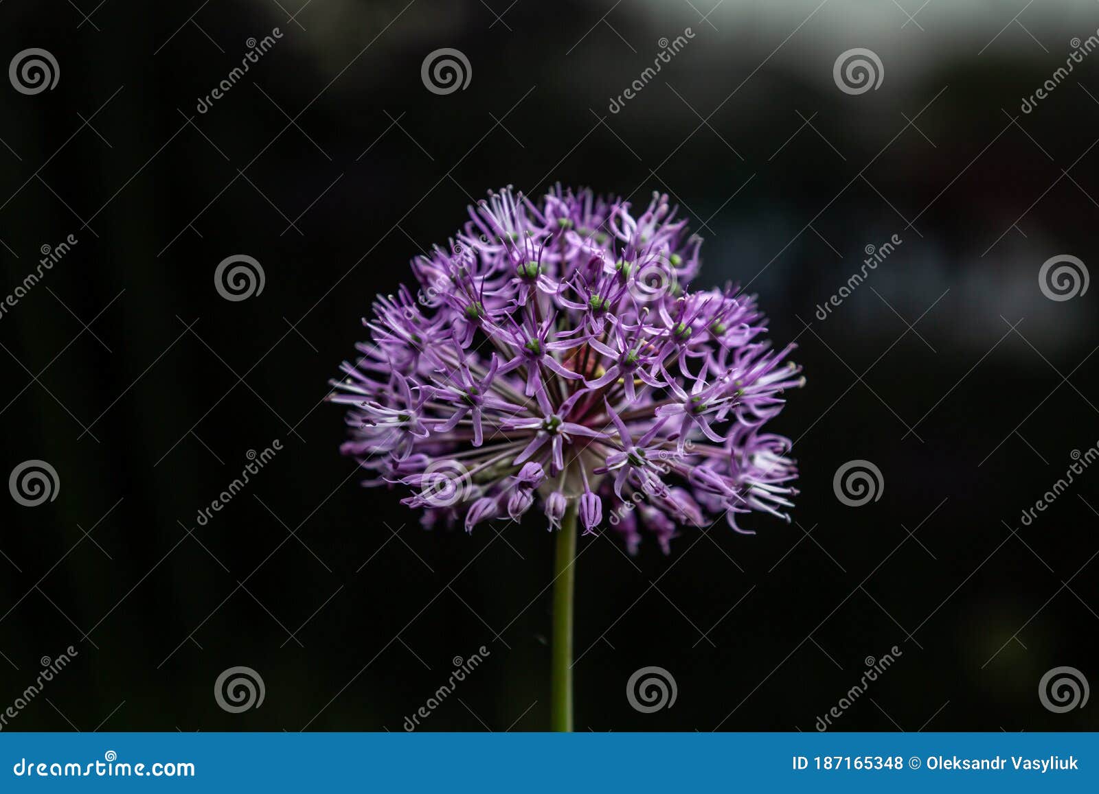 Flower Of Purple Allium Decorative Bow Closeup On A Black Background Horizontal Orientation Stock Photo Image Of Allium Nature 187165348