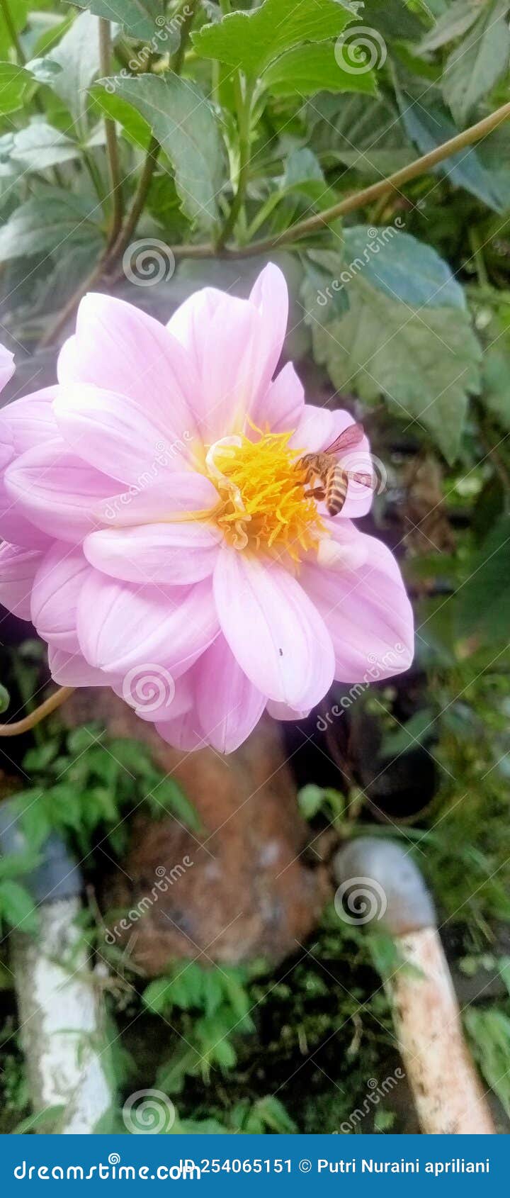 Flower Purple Aster Bee Nektar Stock Image Image of herb, nektar