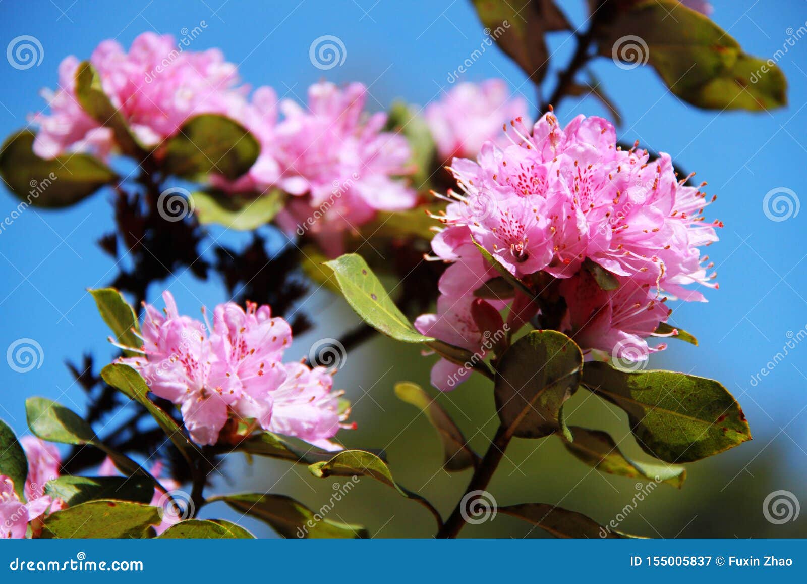 flower,purple flower,azalea,azalees